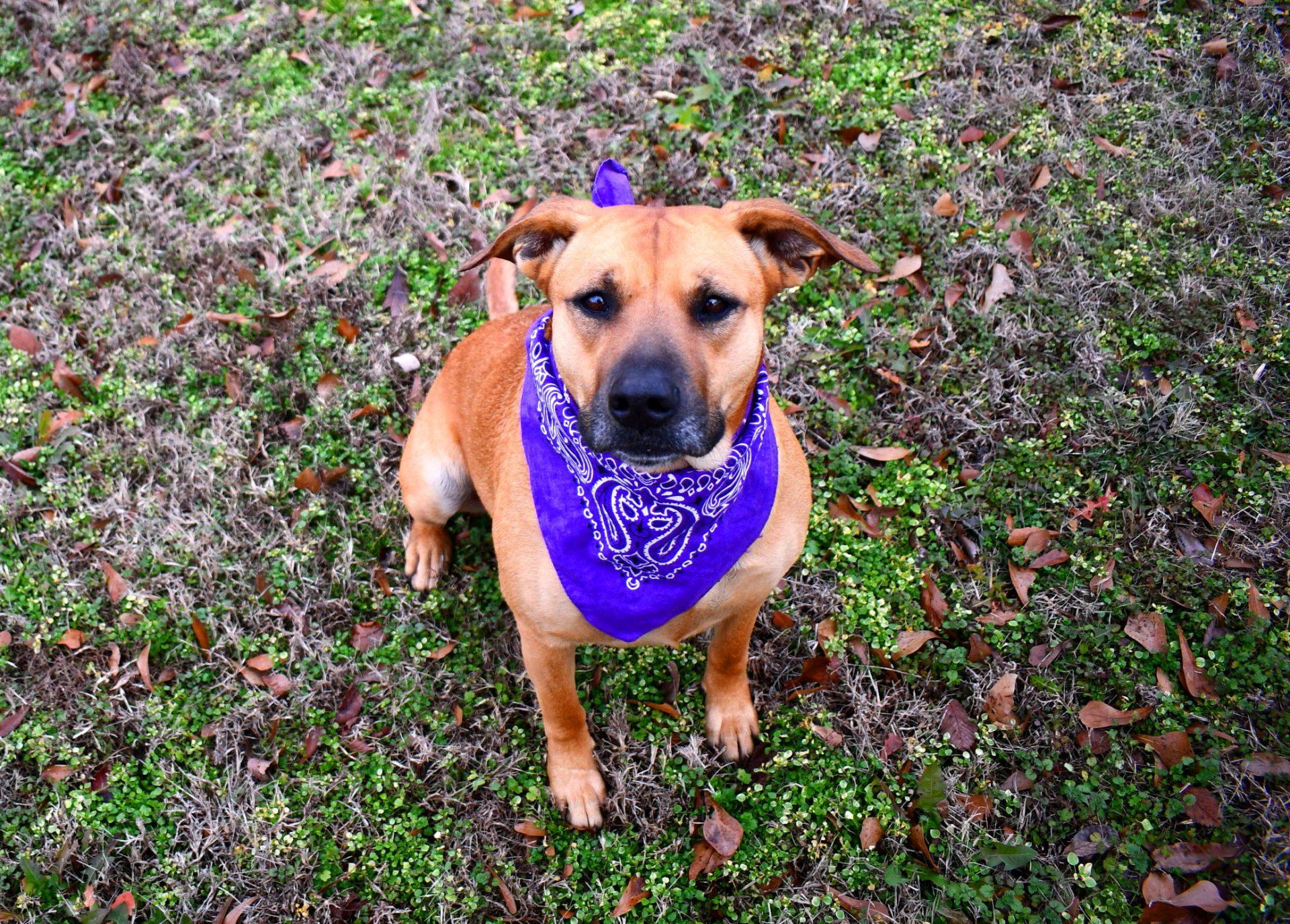 Enlarge Biscuit, an adopted mixed breed in Muldrow, OK image 3/6