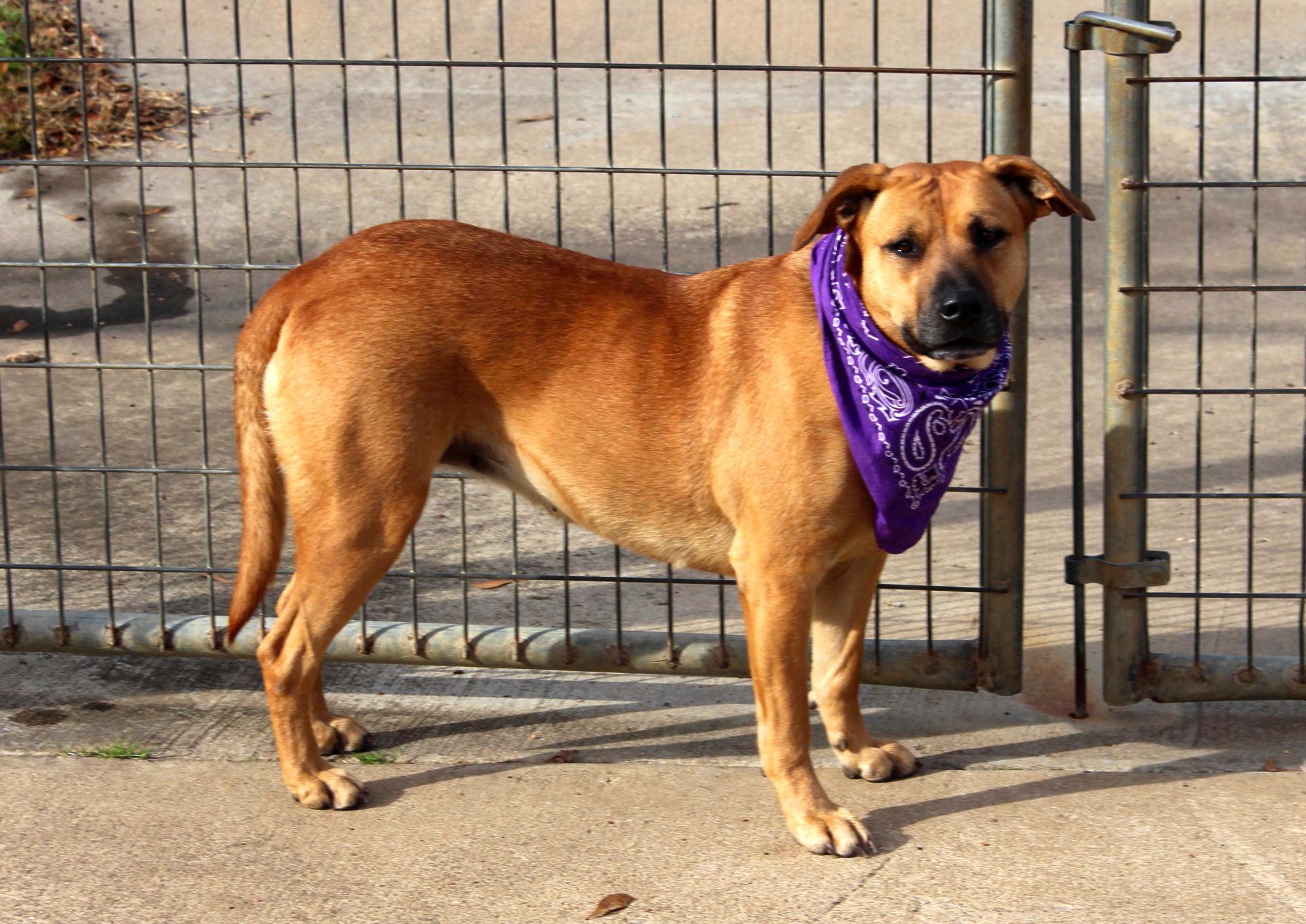 Enlarge Biscuit, an adopted mixed breed in Muldrow, OK image 6/6