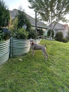 Meadow, Adoptable, Young Female Weimaraner.