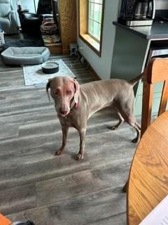 Meadow, a Adoptable Weimaraner in Grand Rapids, MI image 2/3