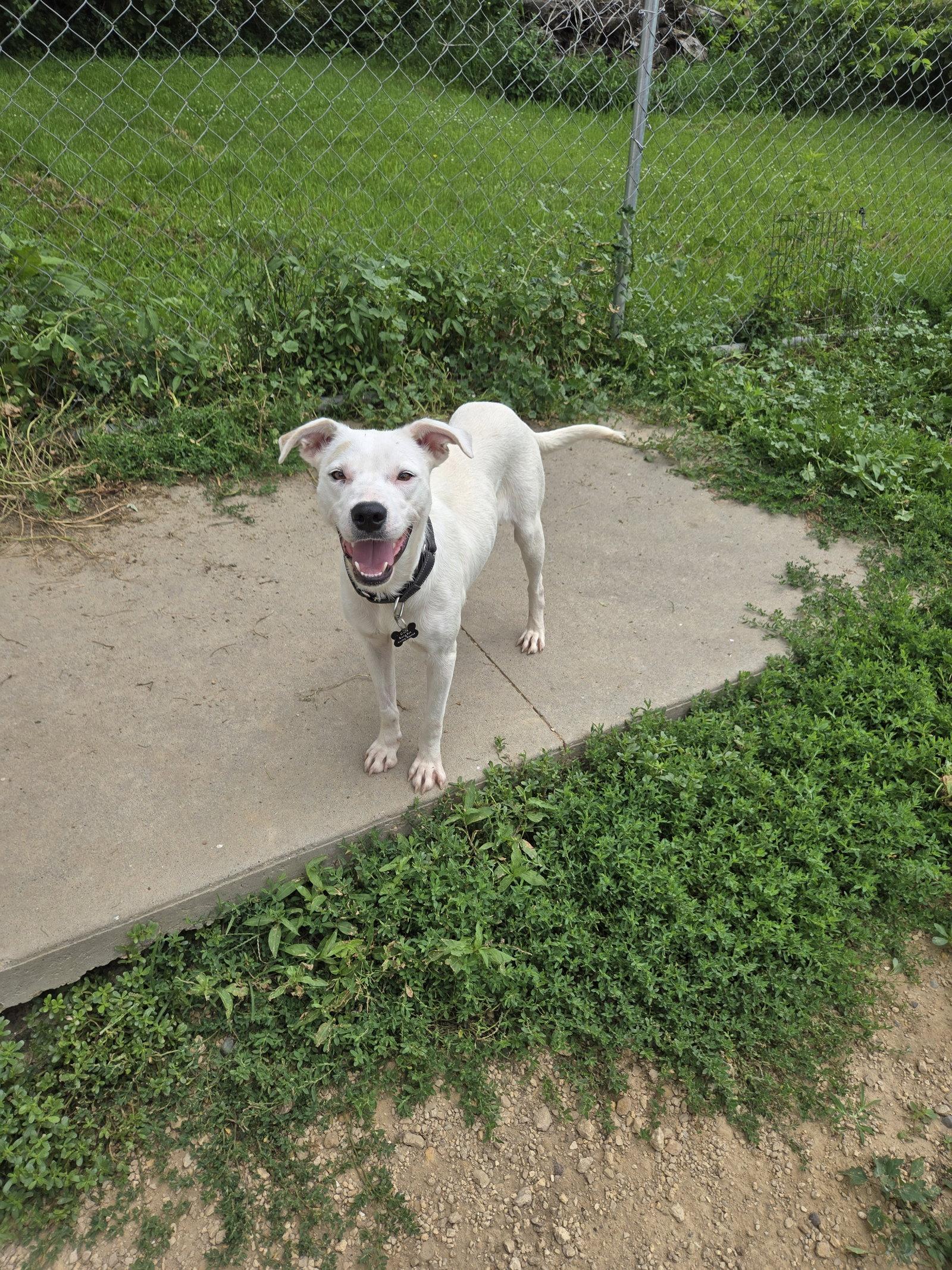Gracie, Adopted, Adult Female Mixed Breed.