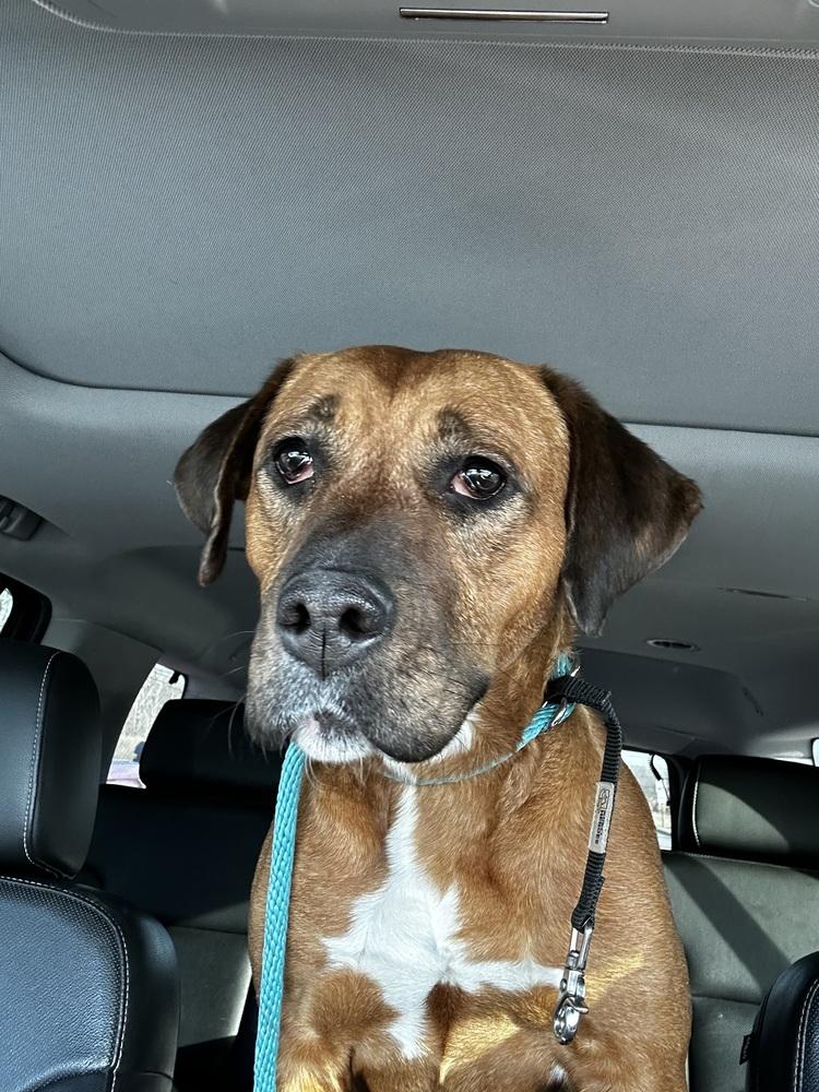 JoAnn, a Adoptable mixed breed in Boston, MA image 1/4