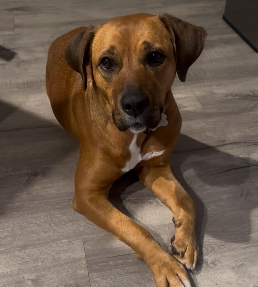 JoAnn, Adoptable, Senior Female Rhodesian Ridgeback.