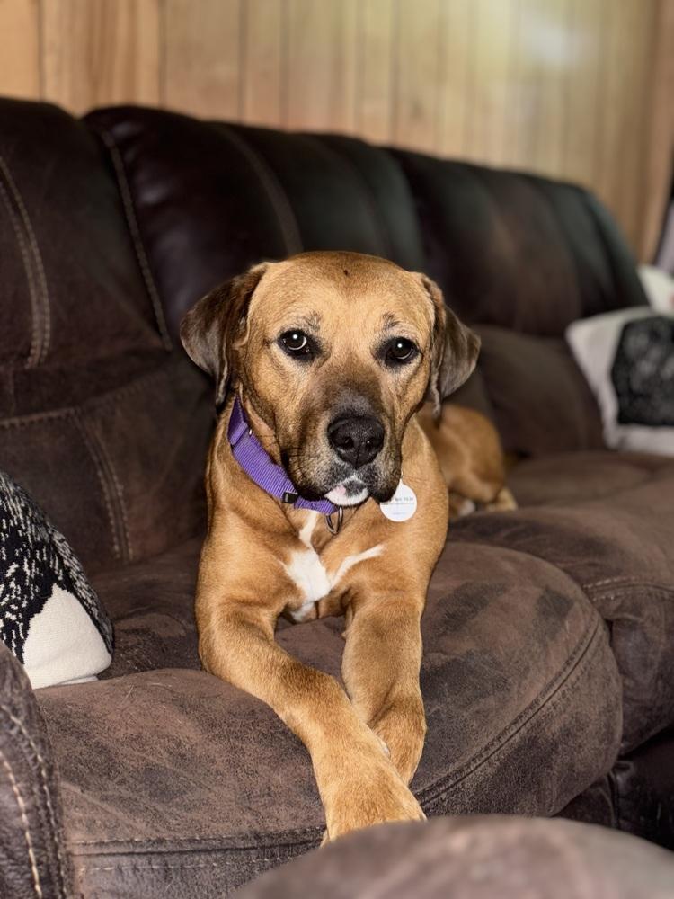 JoAnn, a Adoptable mixed breed in Boston, MA image 2/4