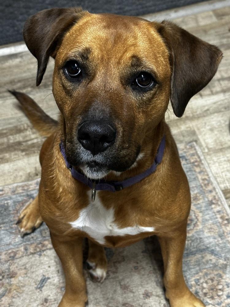 JoAnn, a Adoptable mixed breed in Boston, MA image 4/4