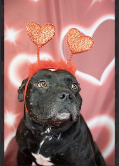 Vader — thumbnail 3