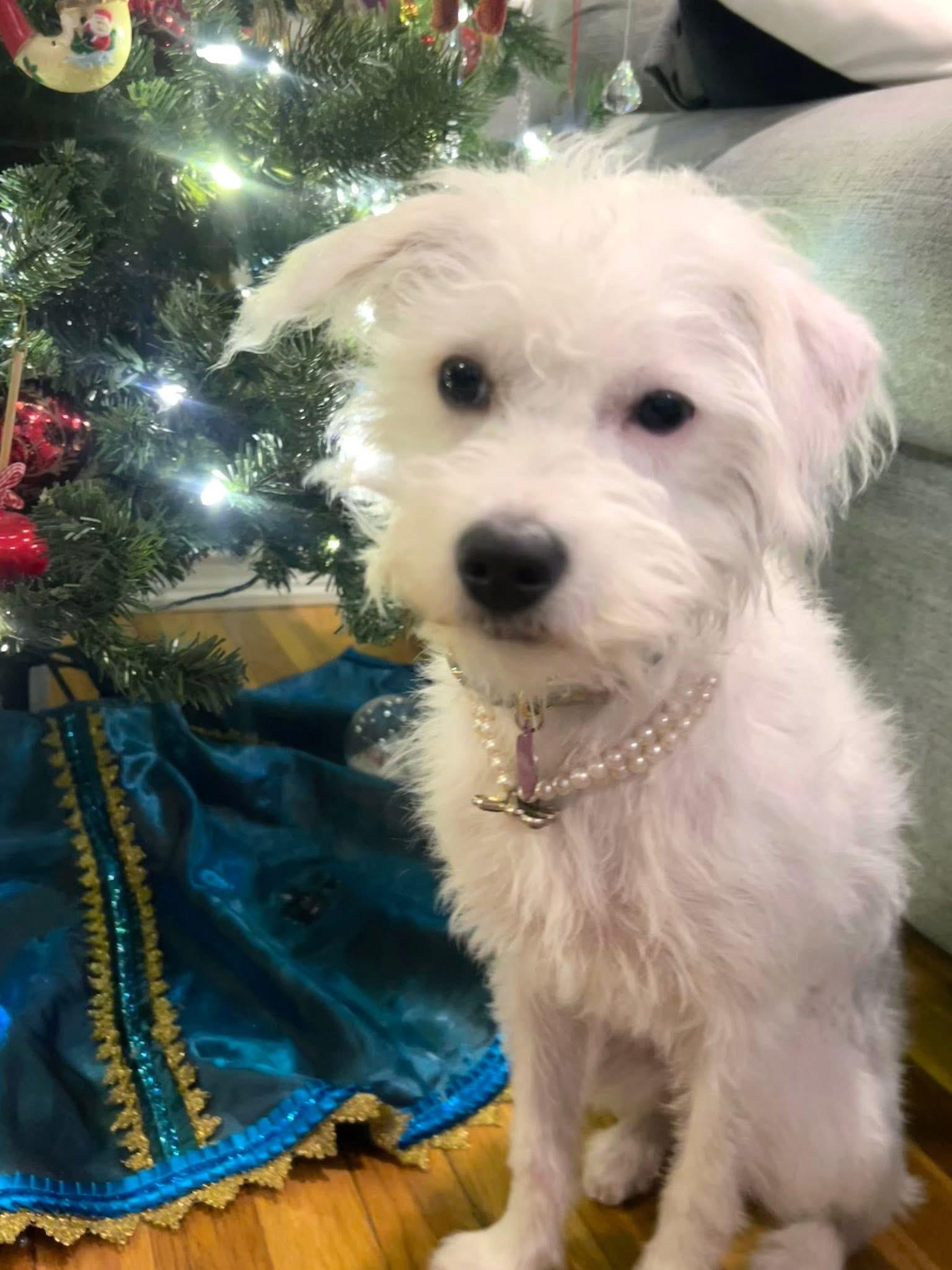 Snow , a ADOPTABLE mixed breed in Nanuet, NY image 2/6