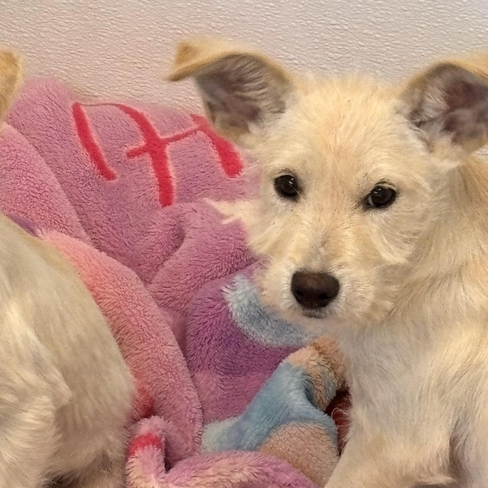 Snow , ADOPTABLE, Puppy Male Wirehaired Terrier & Terrier.