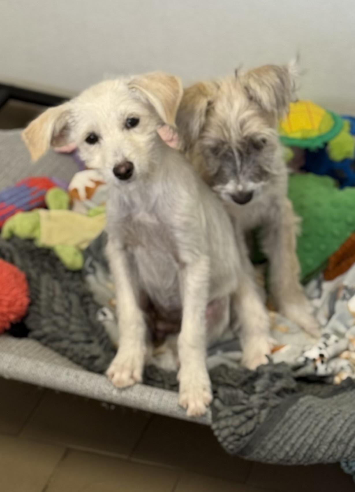 Snow , a ADOPTABLE mixed breed in Nanuet, NY image 3/6