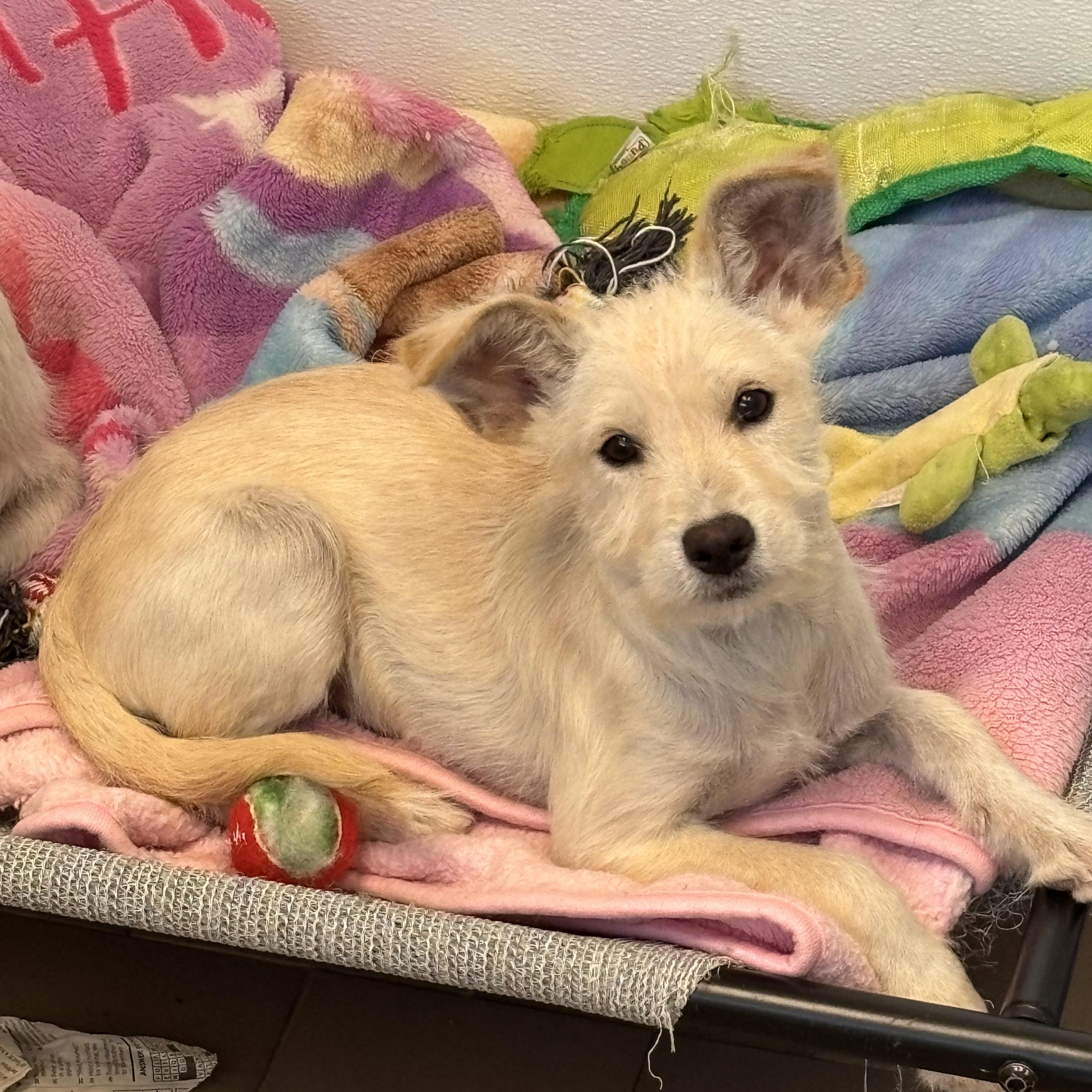 Snow , a ADOPTABLE mixed breed in Nanuet, NY image 6/6