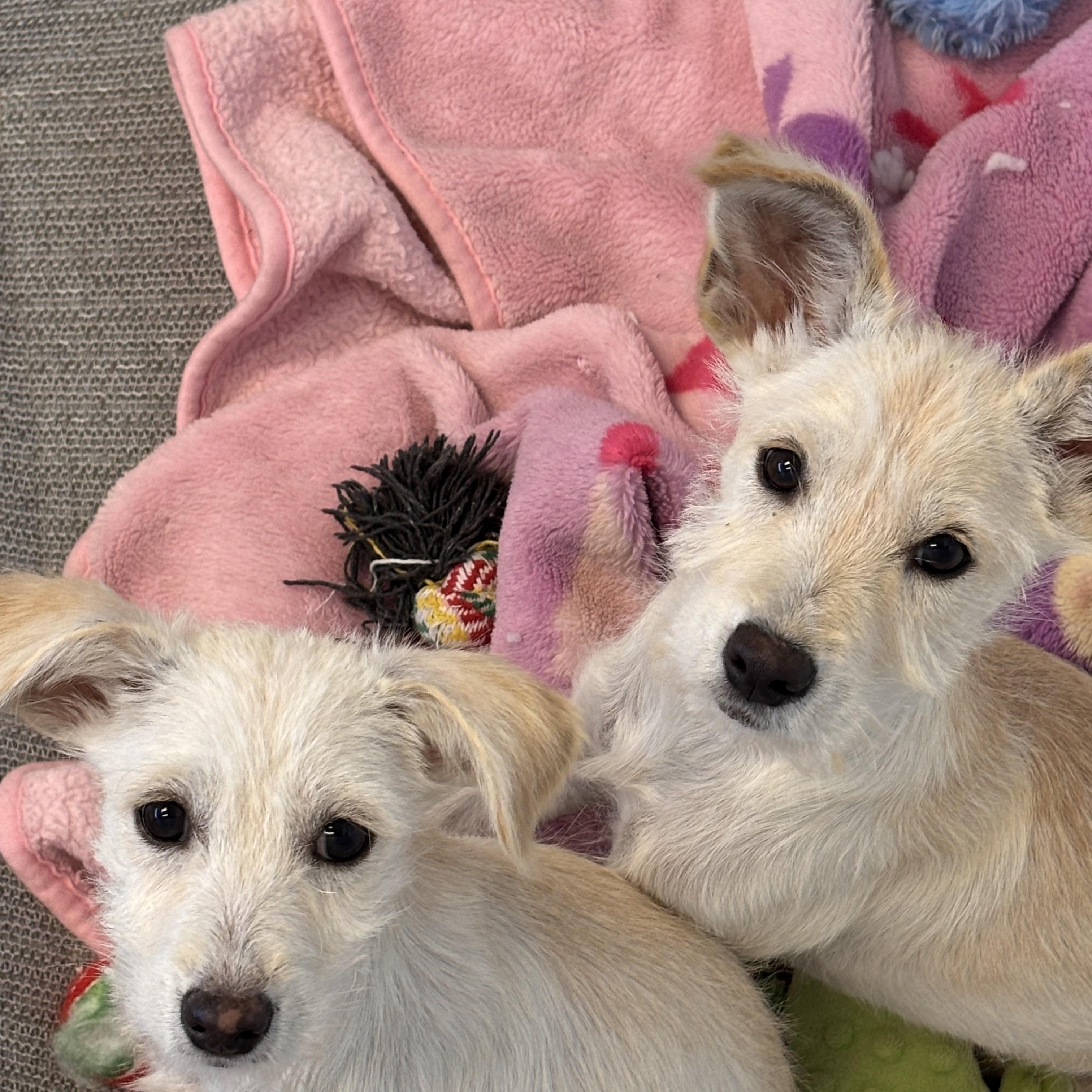 Snow , a ADOPTABLE mixed breed in Nanuet, NY image 5/6