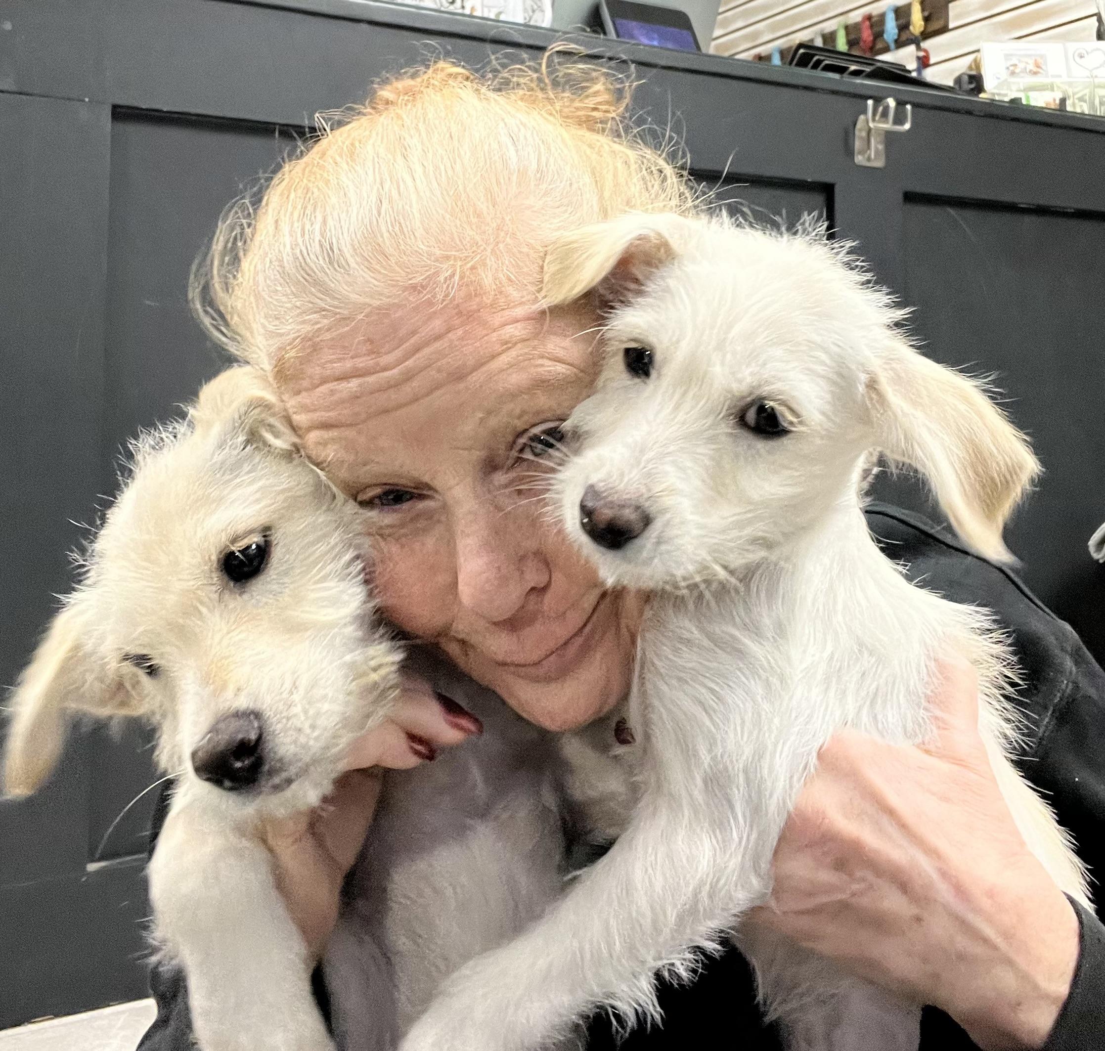 Snow , a ADOPTABLE mixed breed in Nanuet, NY image 4/6