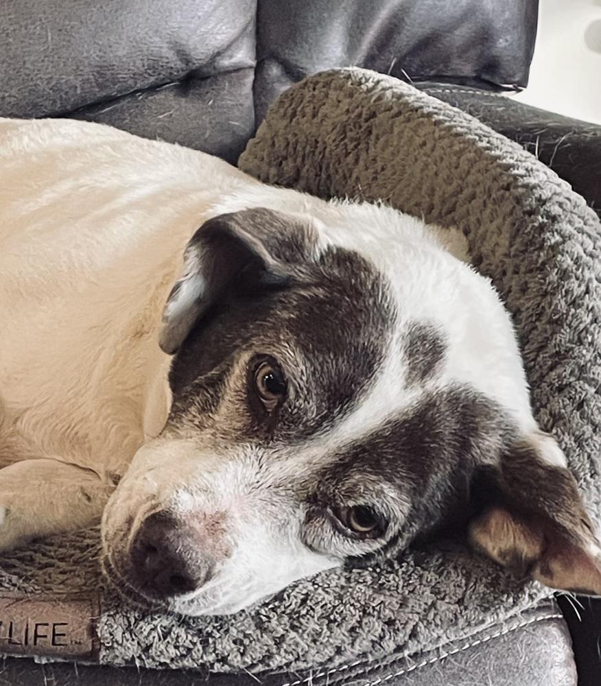 Pixie, Adoptable, Adult Female German Shorthaired Pointer & Australian Cattle Dog / Blue Heeler.