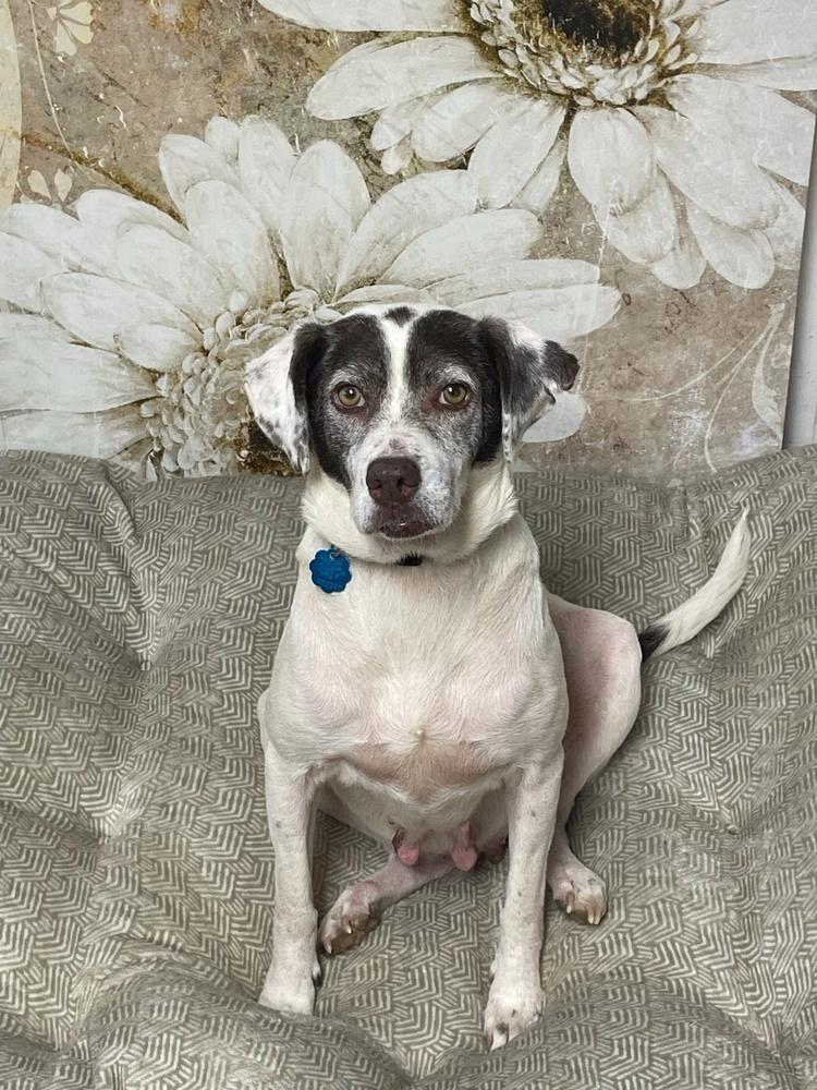Pixie, Adoptable, Adult Female German Shorthaired Pointer & Australian Cattle Dog / Blue Heeler.