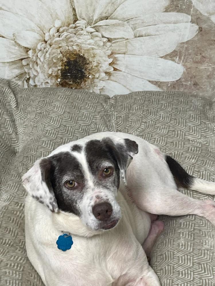 Pixie, a Adoptable mixed breed in Milton, GA image 3/6