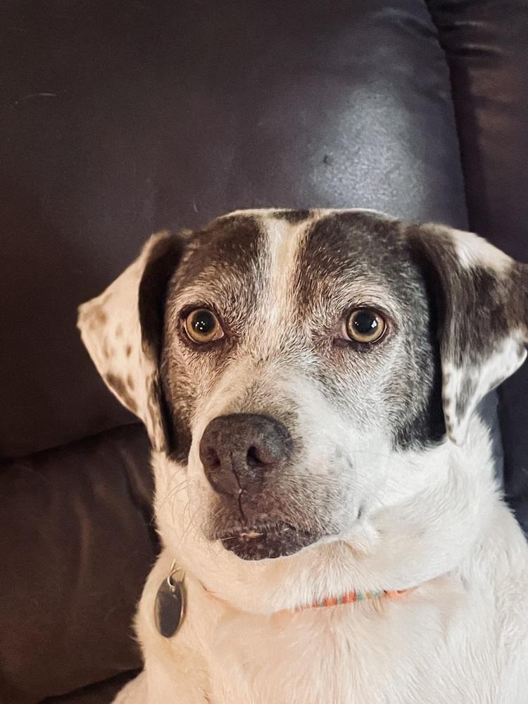 Enlarge Pixie, a Adoptable mixed breed in Milton, GA image 4/6