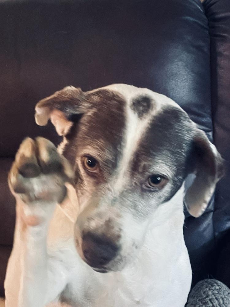 Enlarge Pixie, a Adoptable mixed breed in Milton, GA image 5/6