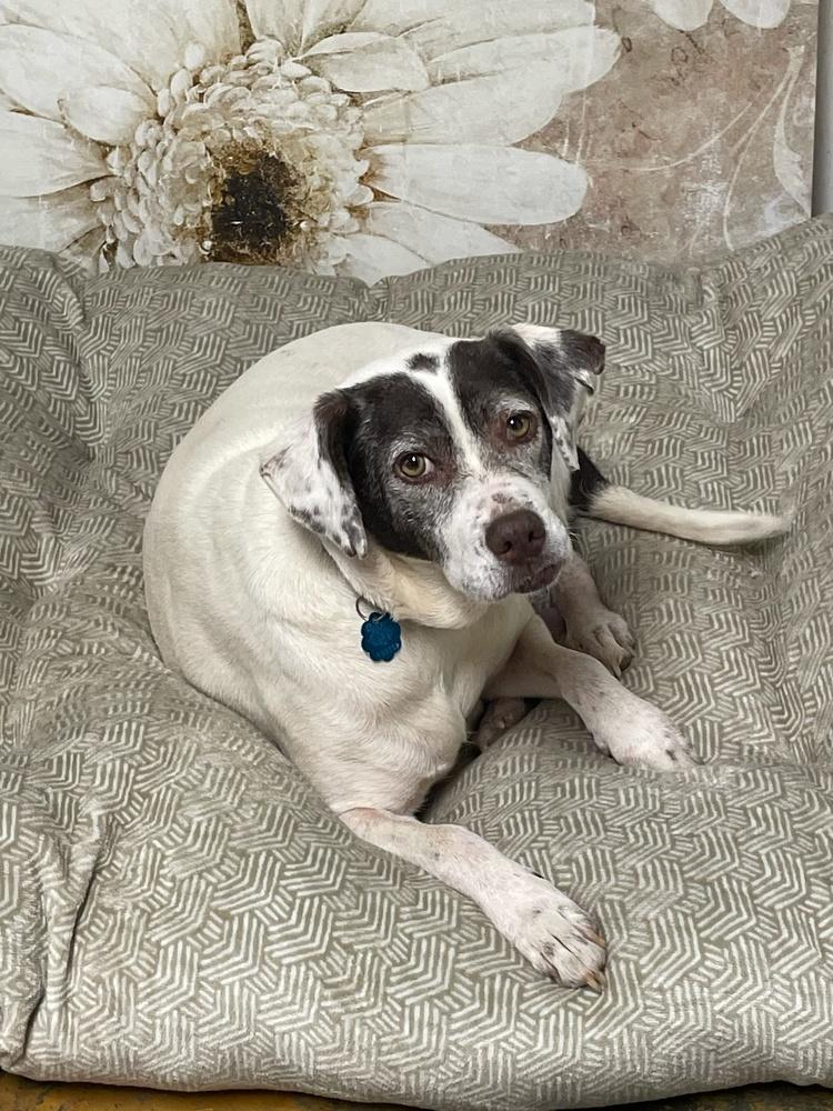 Pixie, a Adoptable mixed breed in Milton, GA image 6/6