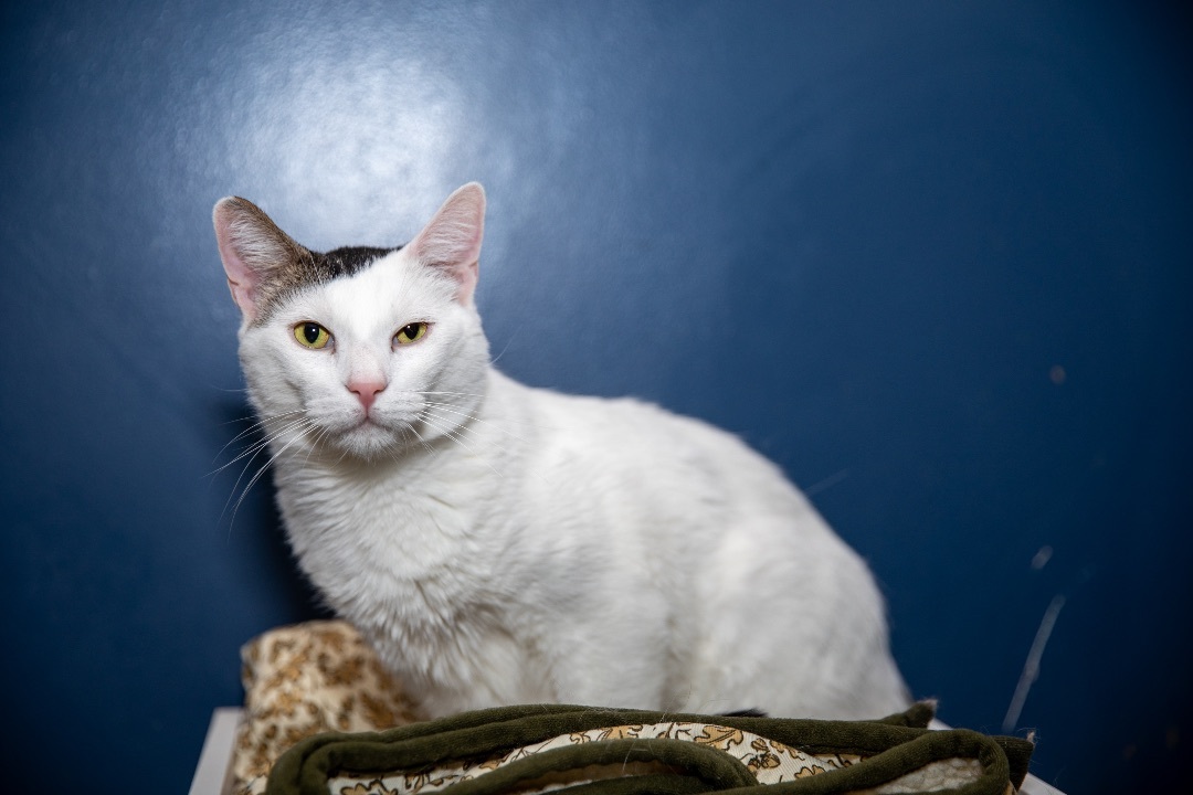 Enlarge Pink Floyd, a Adoptable Domestic Short Hair in Chicago, IL image 1/2