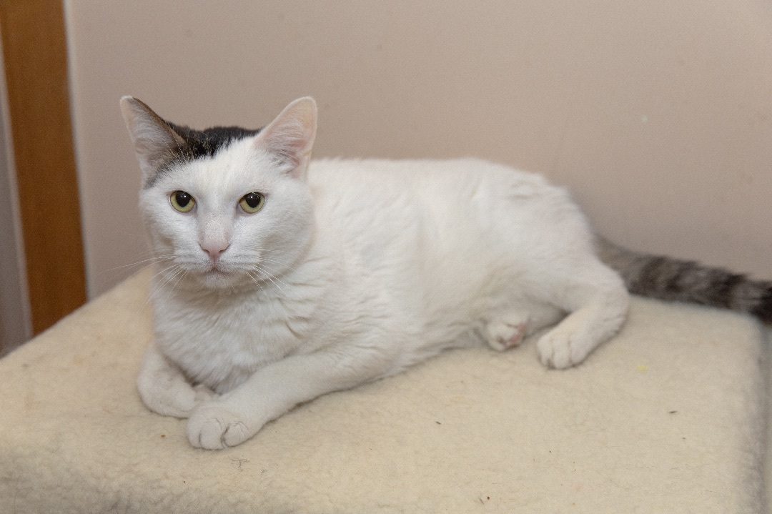 Enlarge Pink Floyd, a Adoptable Domestic Short Hair in Chicago, IL image 2/2