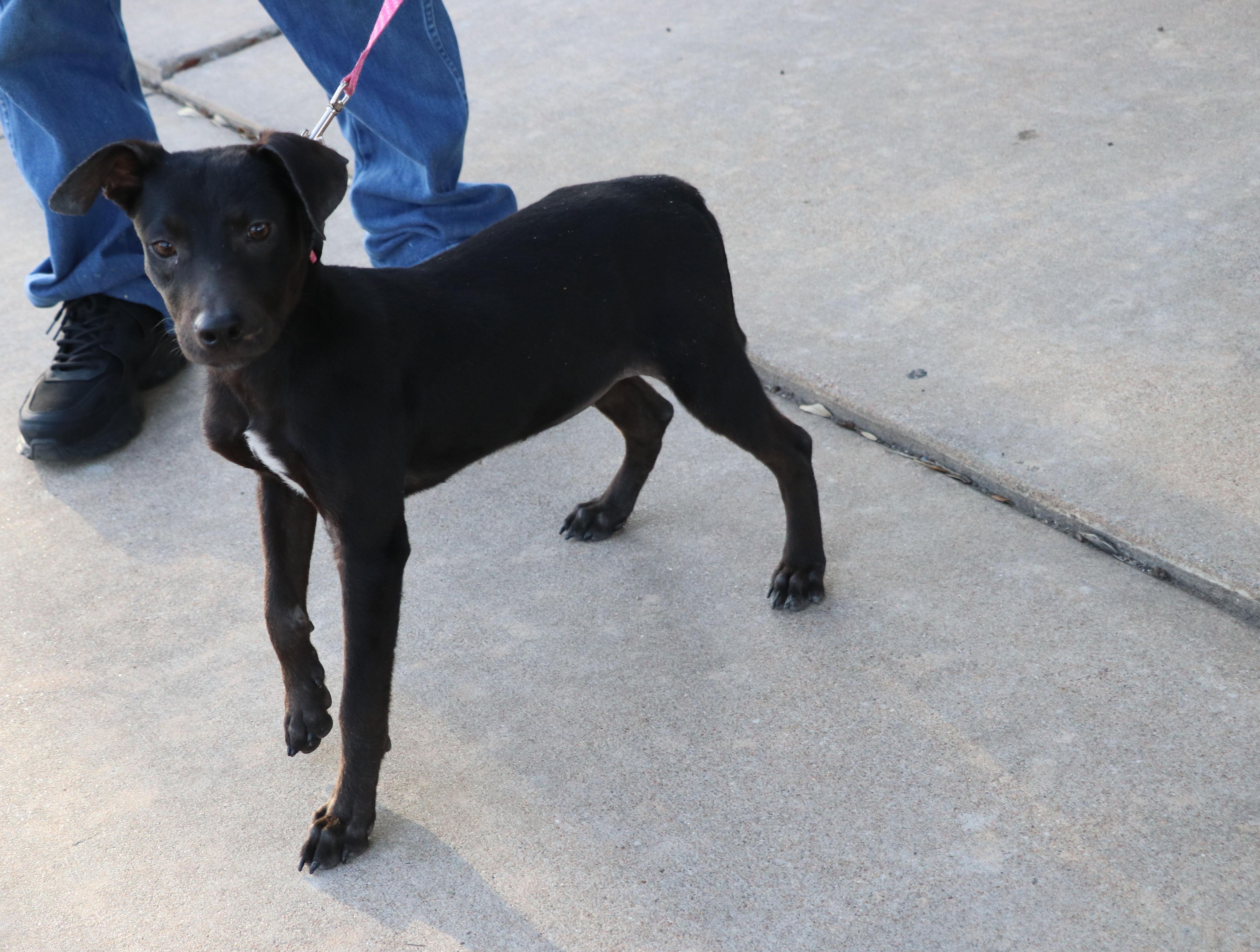 Enlarge Kona, a Adopted mixed breed in Pflugerville, TX image 6/6