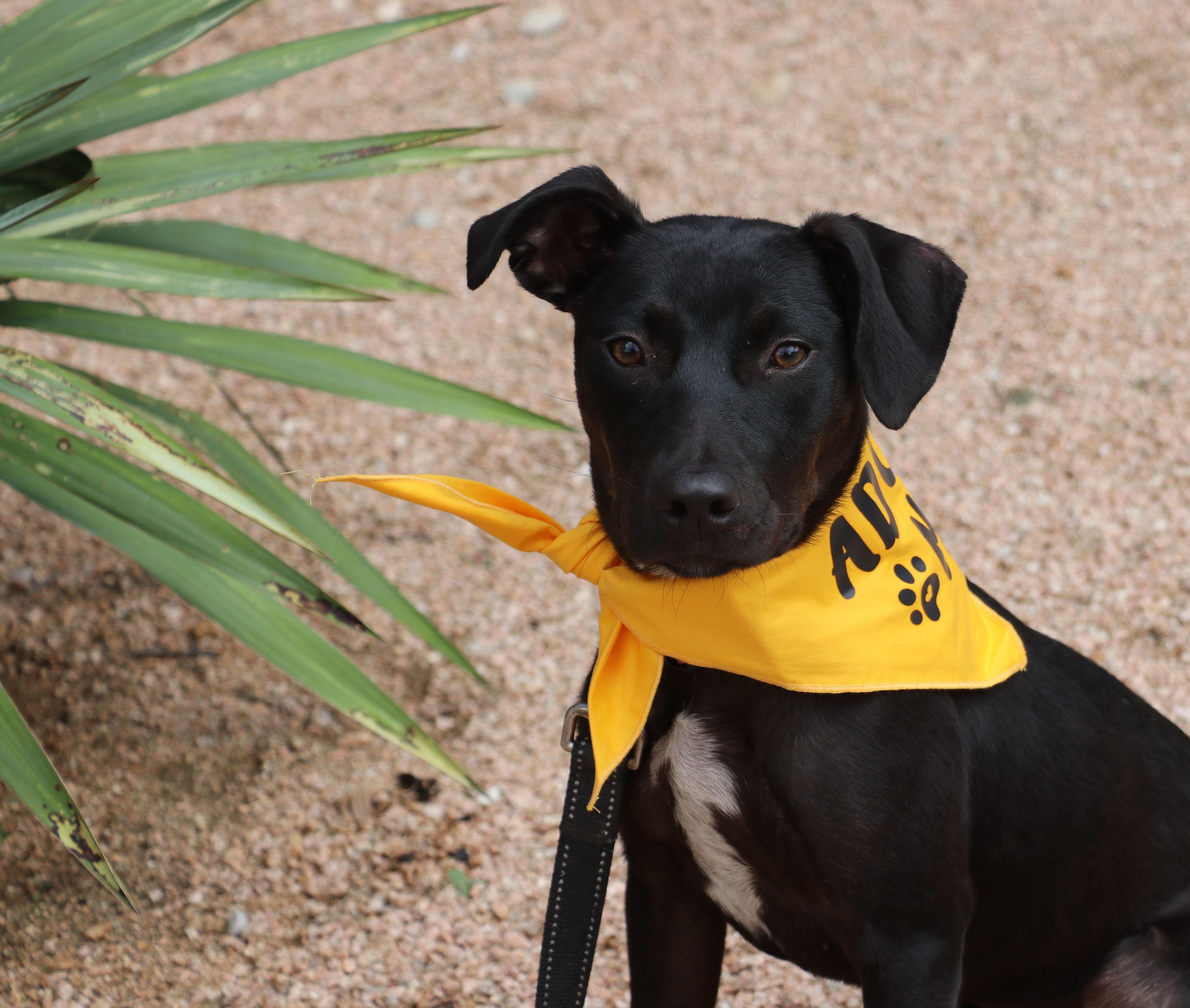 Kona, Adopted, Puppy Female Terrier.