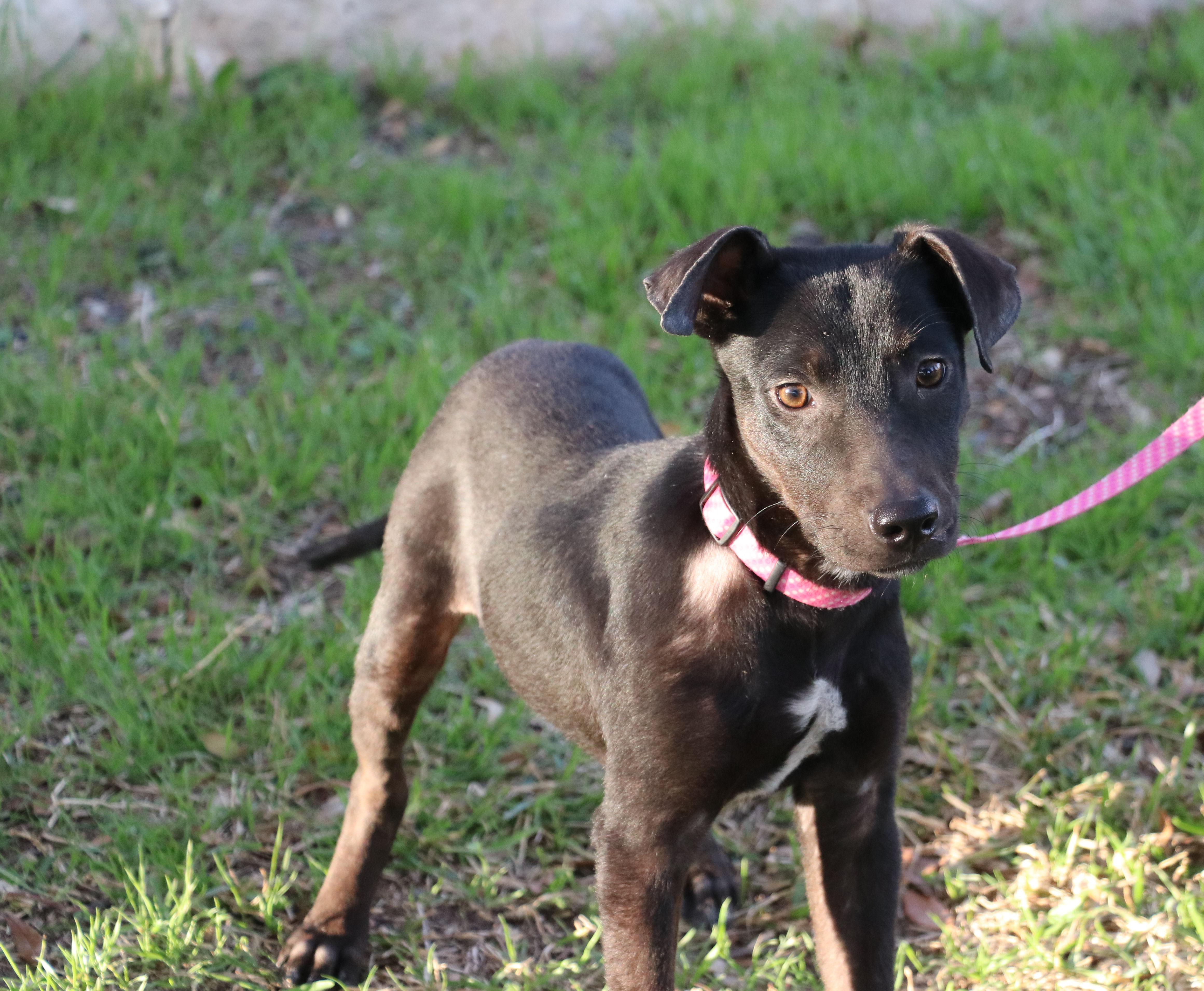 Enlarge Kona, a Adopted mixed breed in Pflugerville, TX image 5/6