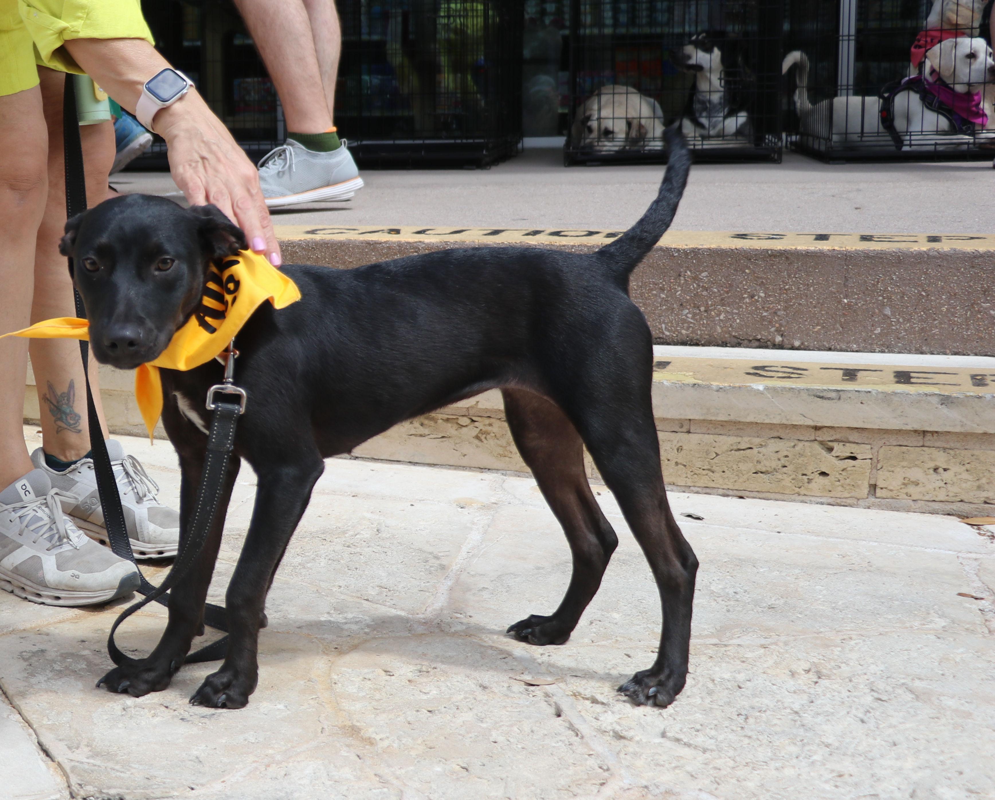 Enlarge Kona, a Adopted mixed breed in Pflugerville, TX image 3/6