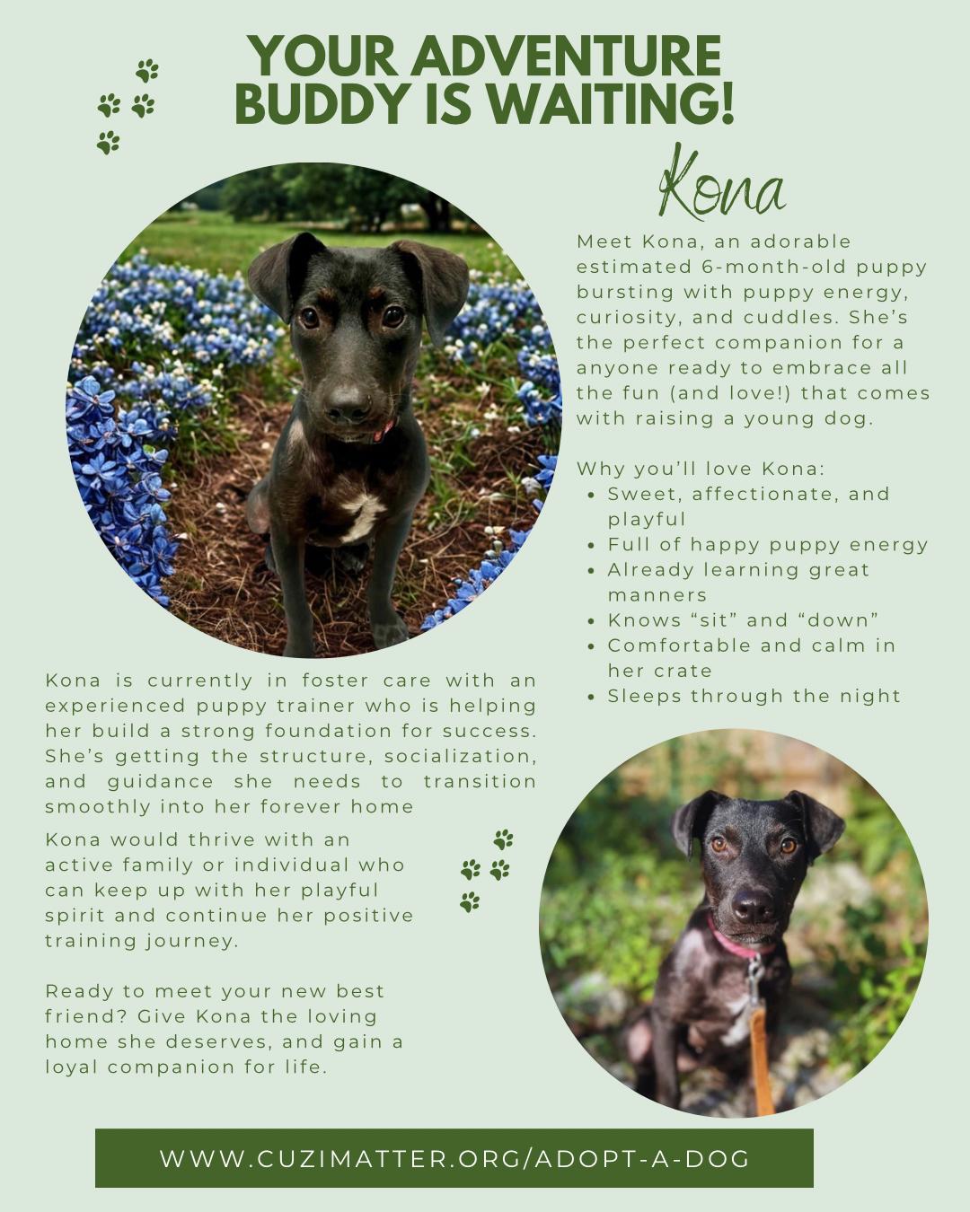 Enlarge Kona, a Adopted mixed breed in Pflugerville, TX image 2/6