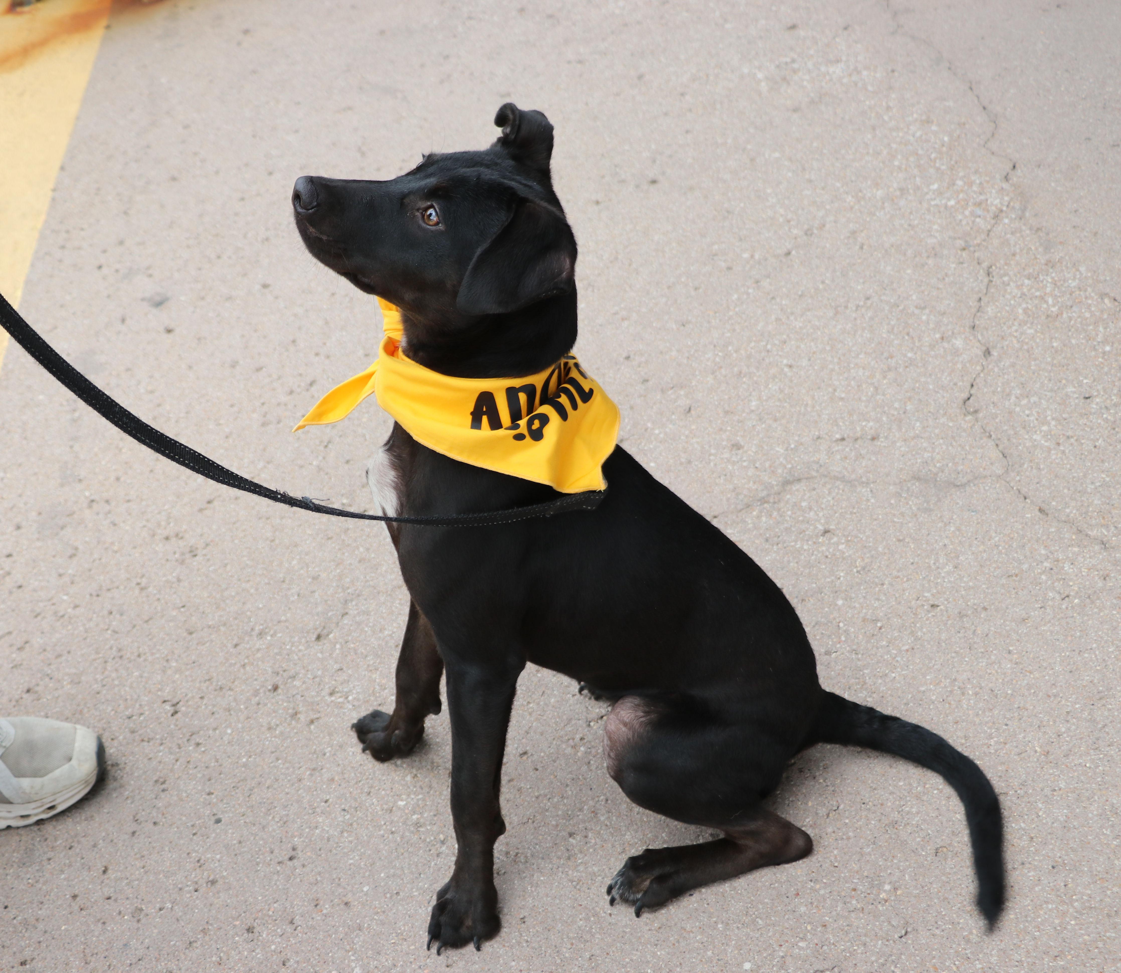 Enlarge Kona, a Adopted mixed breed in Pflugerville, TX image 4/6
