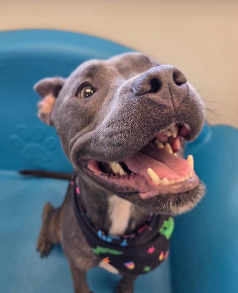 Gracie, Adoptable, Young Female Mixed Breed.
