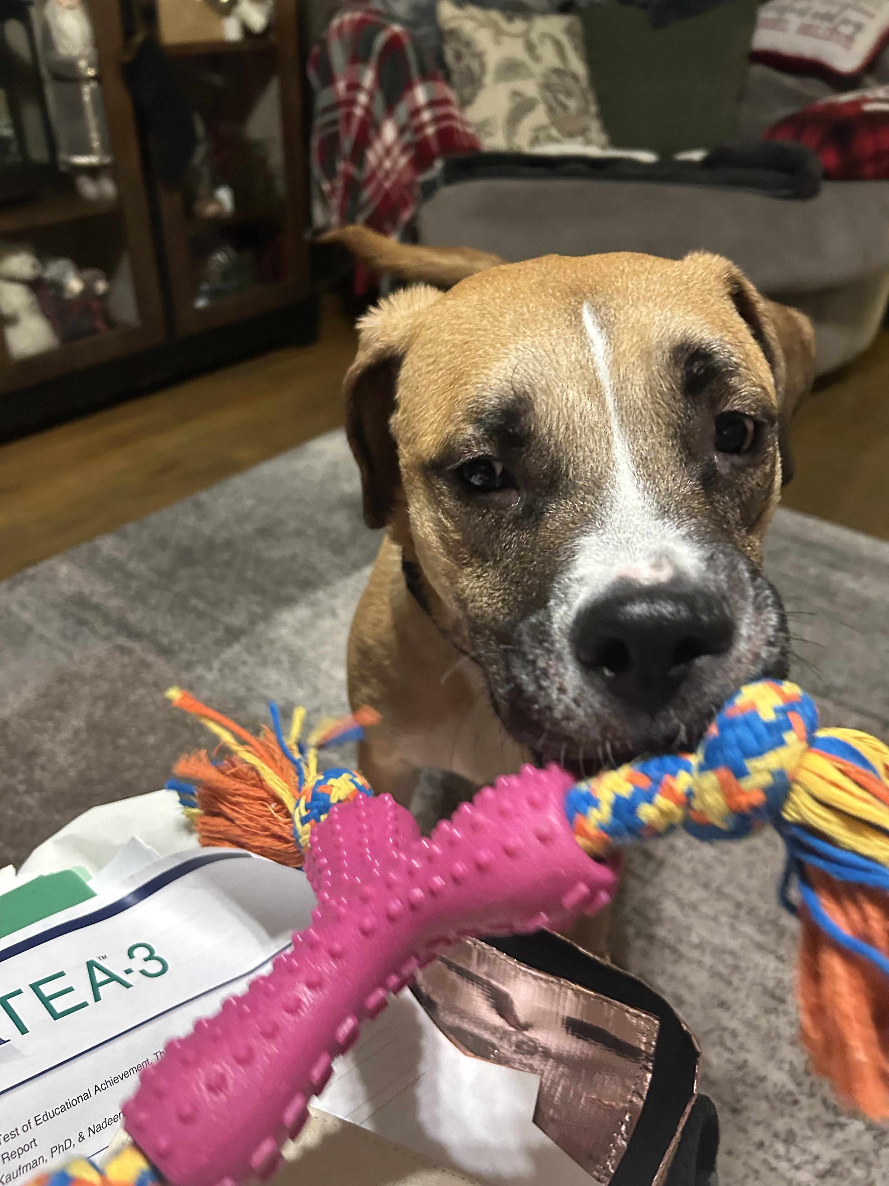 Lenny, adoptable, Young Male Boxer.