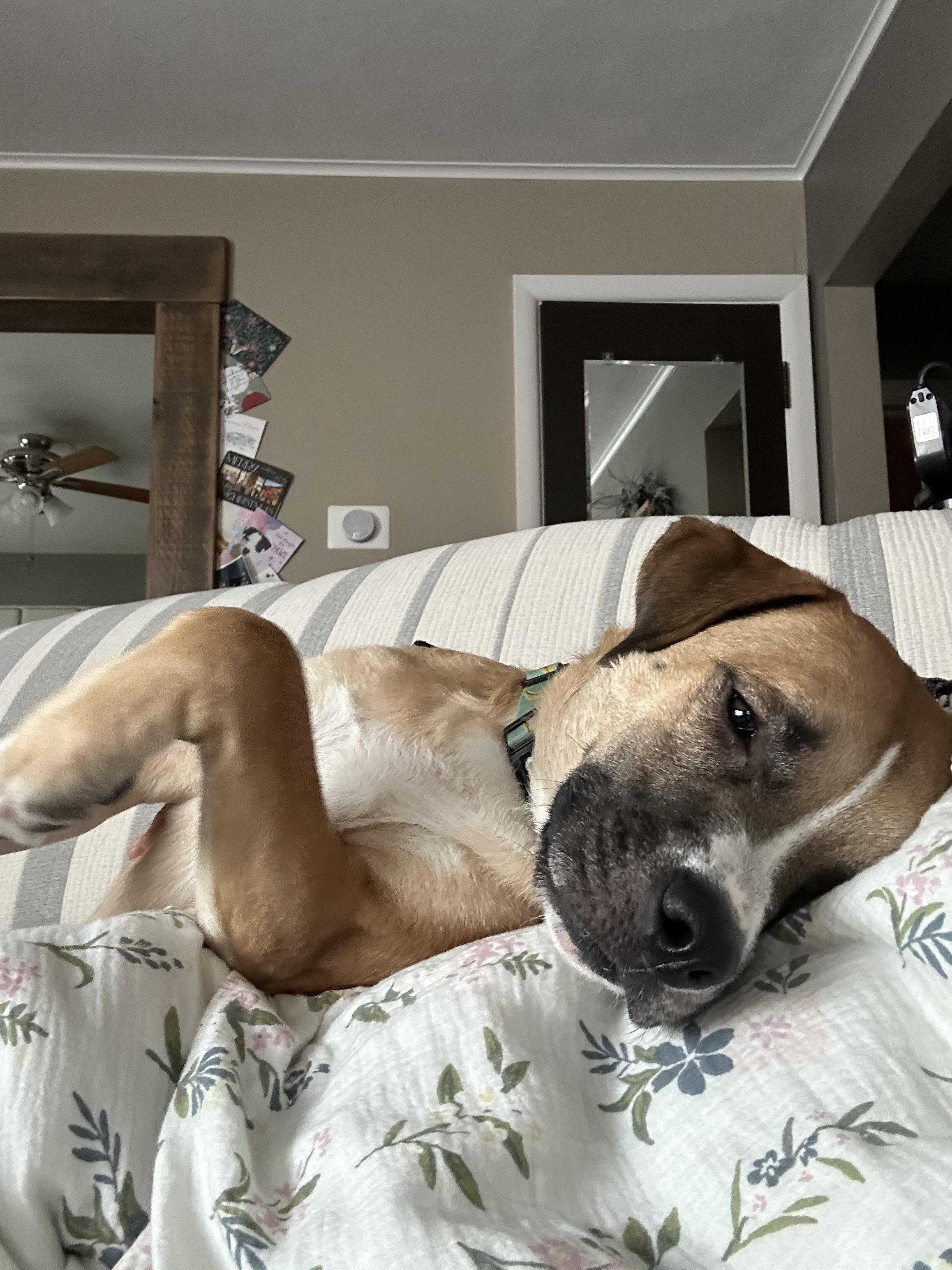 Enlarge Lenny, an adoptable mixed breed in Carey, OH image 6/6