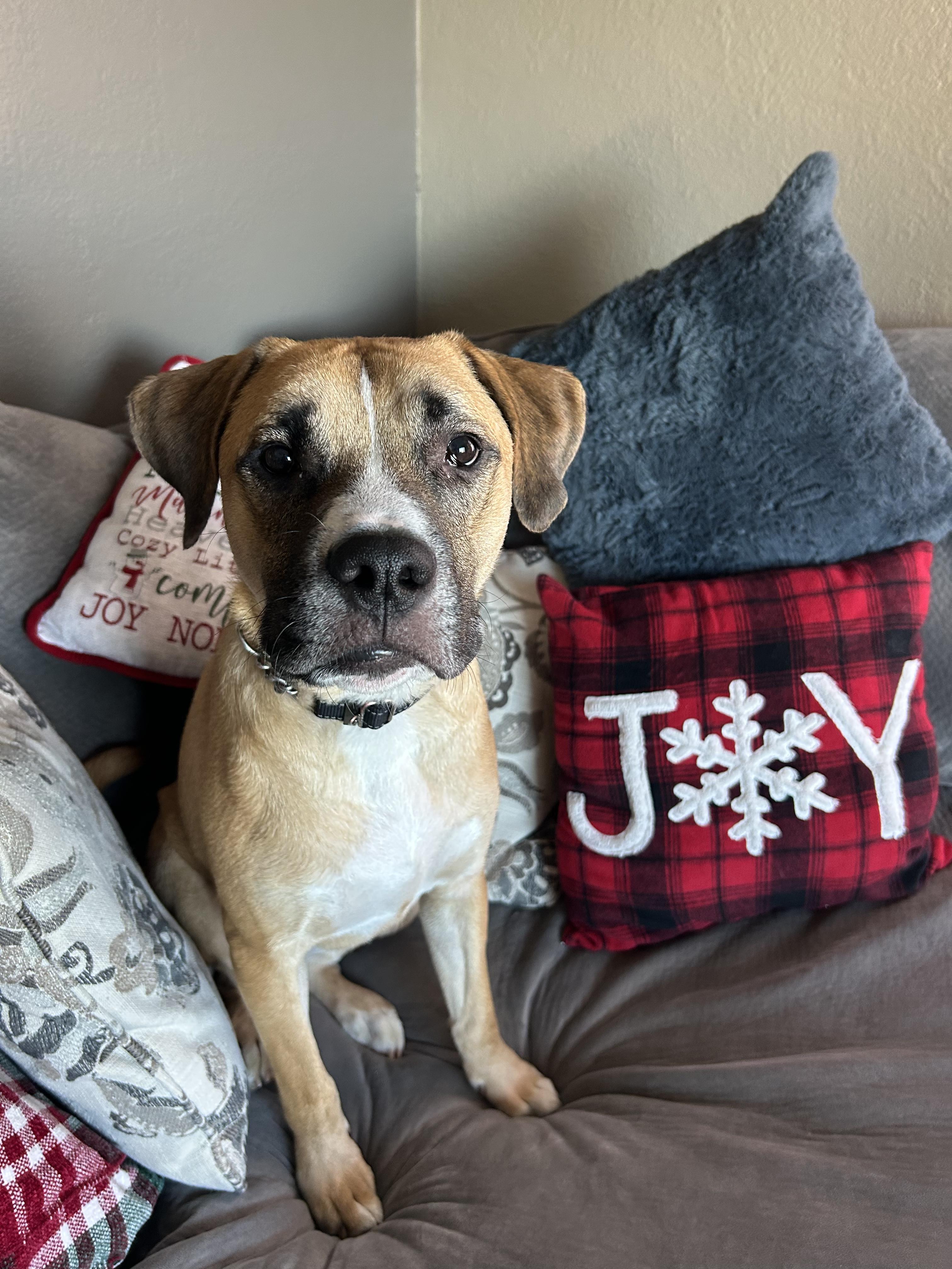 Enlarge Lenny, an adoptable mixed breed in Carey, OH image 4/6