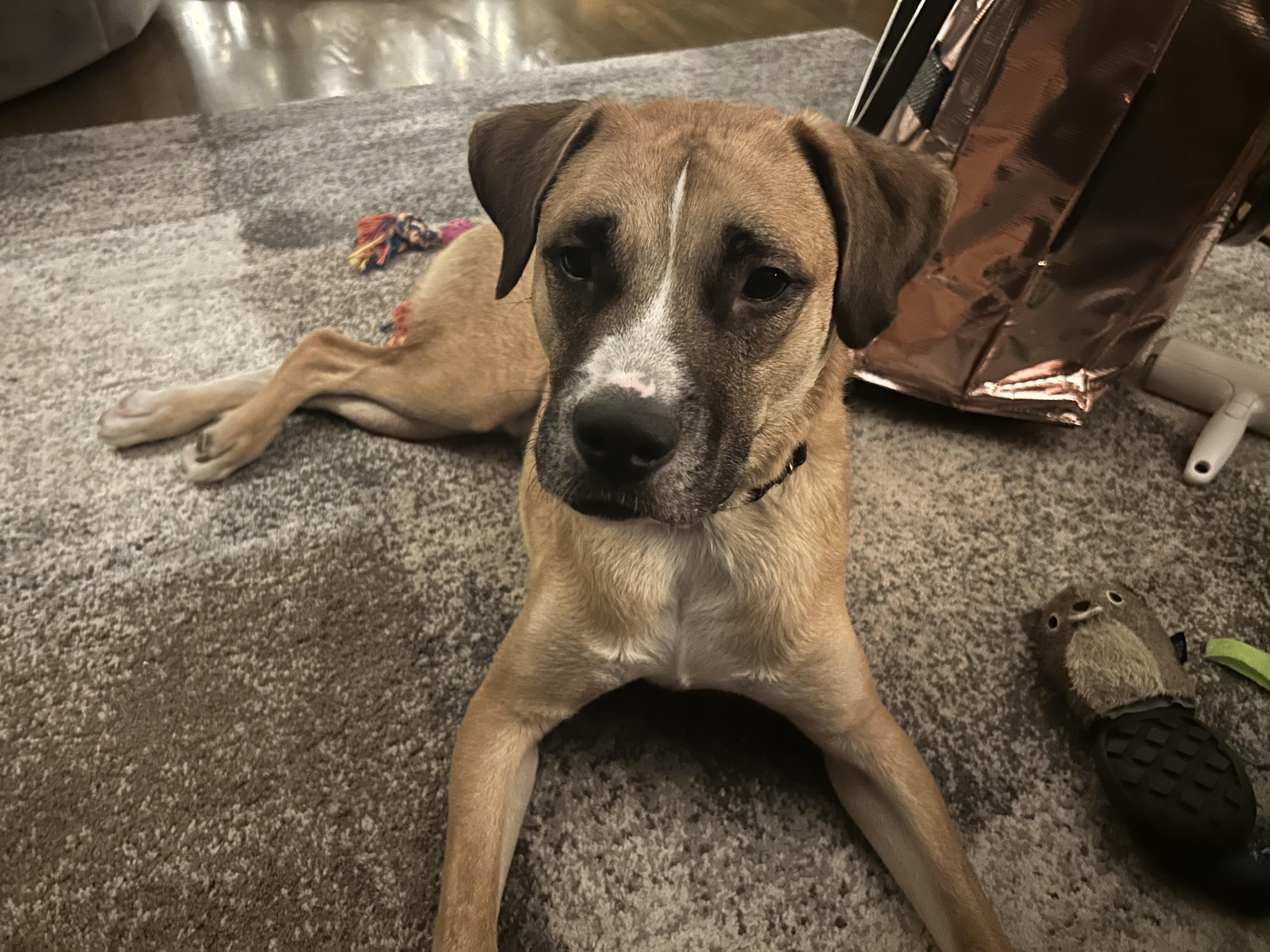 Enlarge Lenny, an adoptable mixed breed in Carey, OH image 5/6