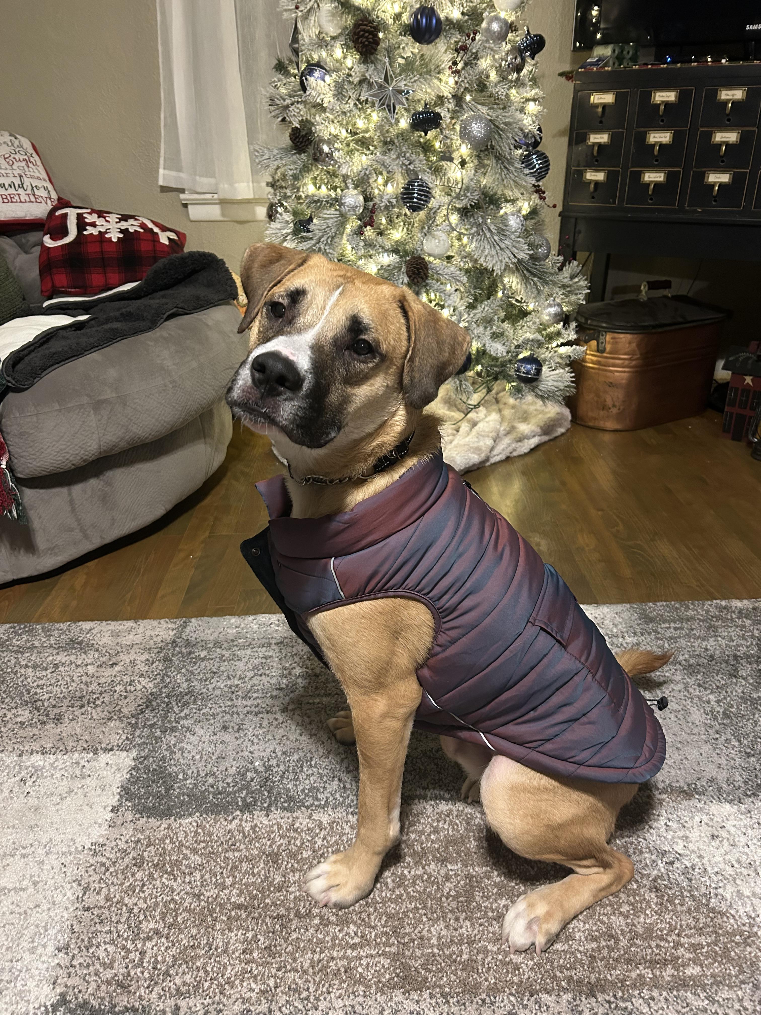 Enlarge Lenny, an adoptable mixed breed in Carey, OH image 3/6