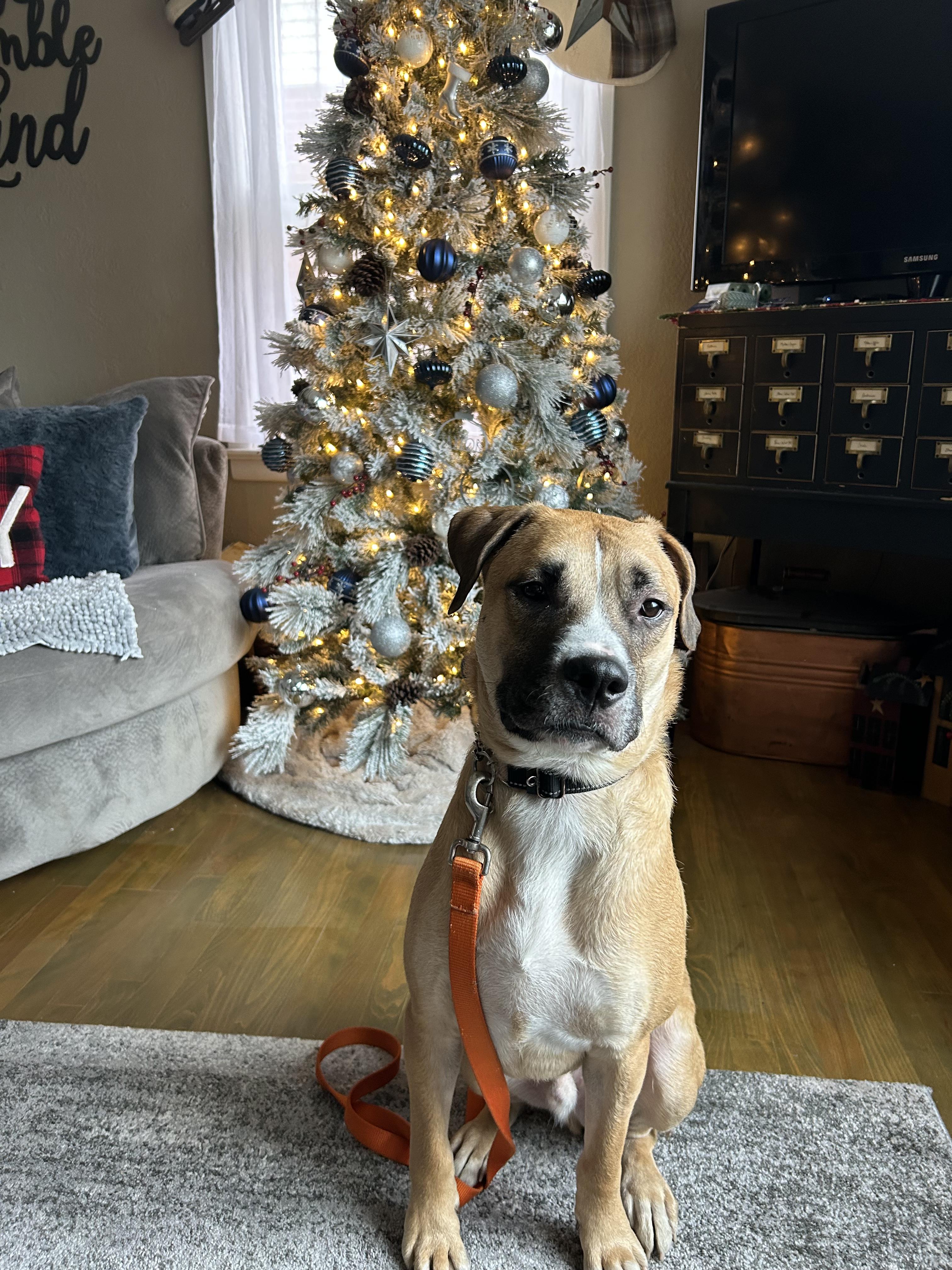 Enlarge Lenny, an adoptable mixed breed in Carey, OH image 2/6