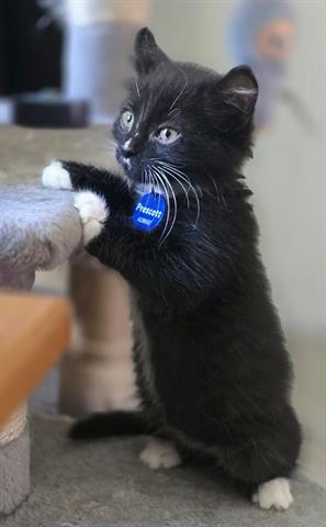 Enlarge PRESCOTT, a Adoptable Domestic Medium Hair in San Martin, CA image 1/1