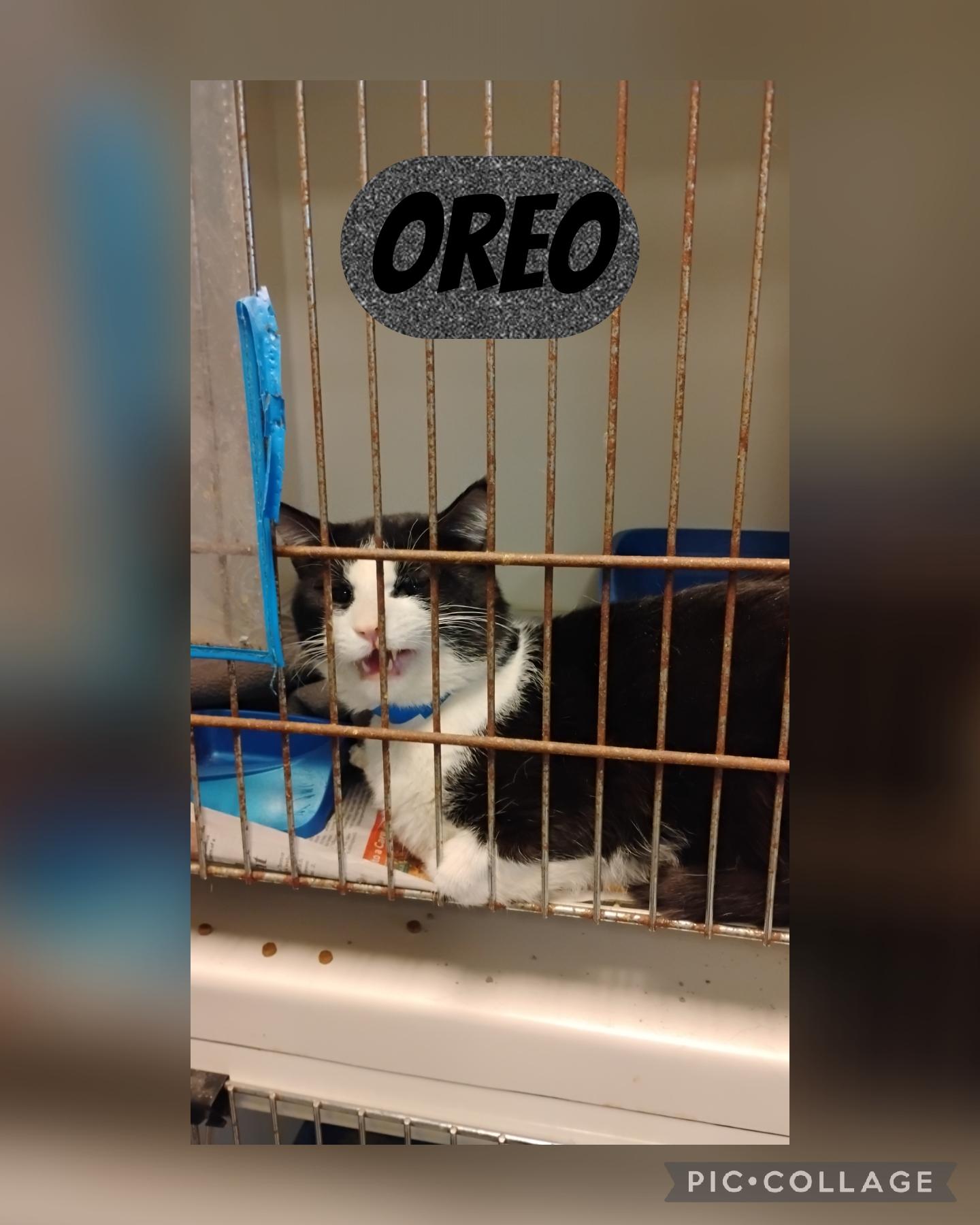 Oreo