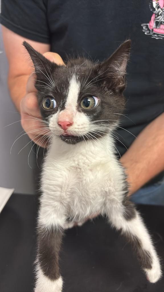 Vega, Adoptable, Kitten Female Domestic Short Hair.