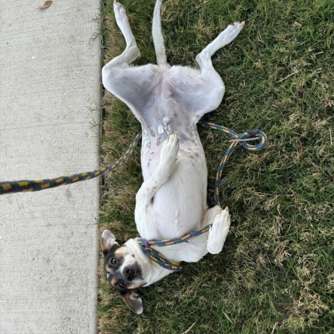 Tina, a Adoptable mixed breed in Burnsville , MN image 4/4