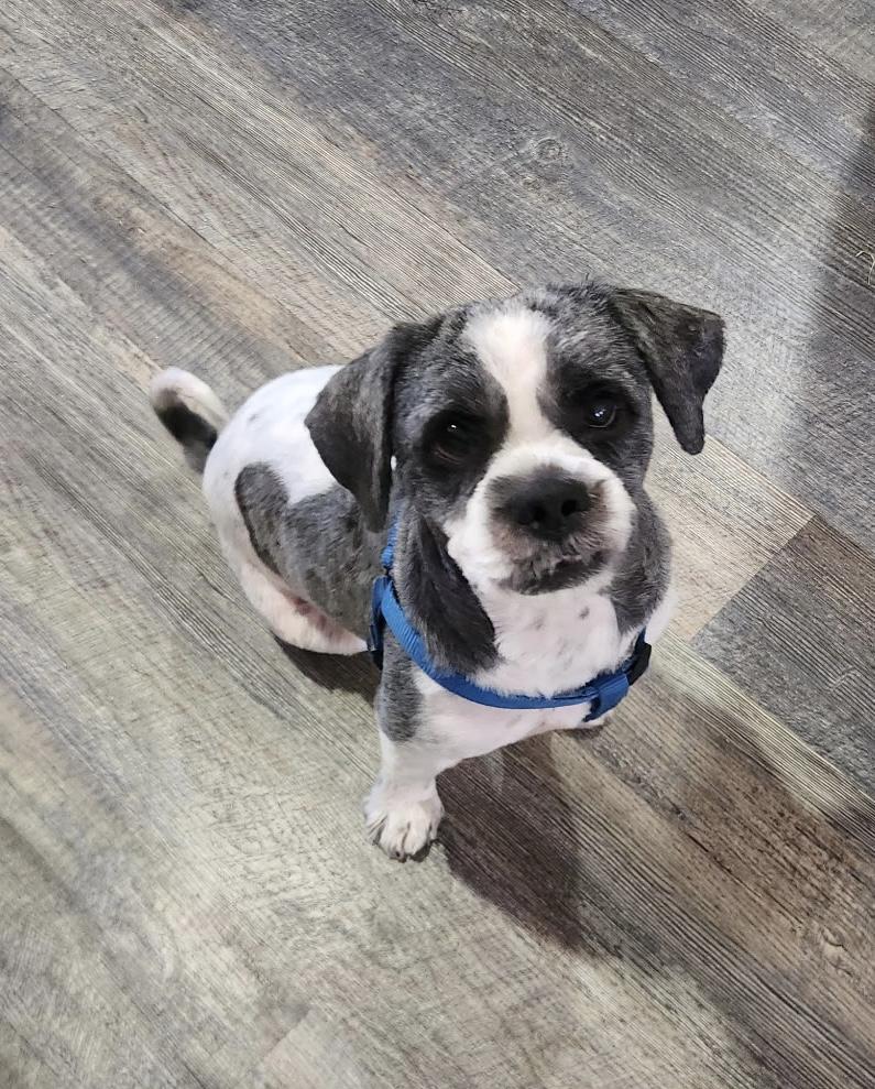 Guinness, ADOPTABLE, Adult Male Shih Tzu.