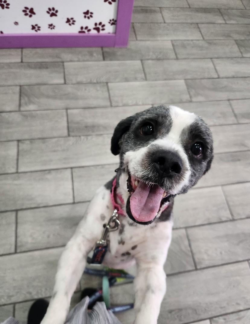 Guinness, a ADOPTABLE mixed breed in Philadelphia, PA image 2/6