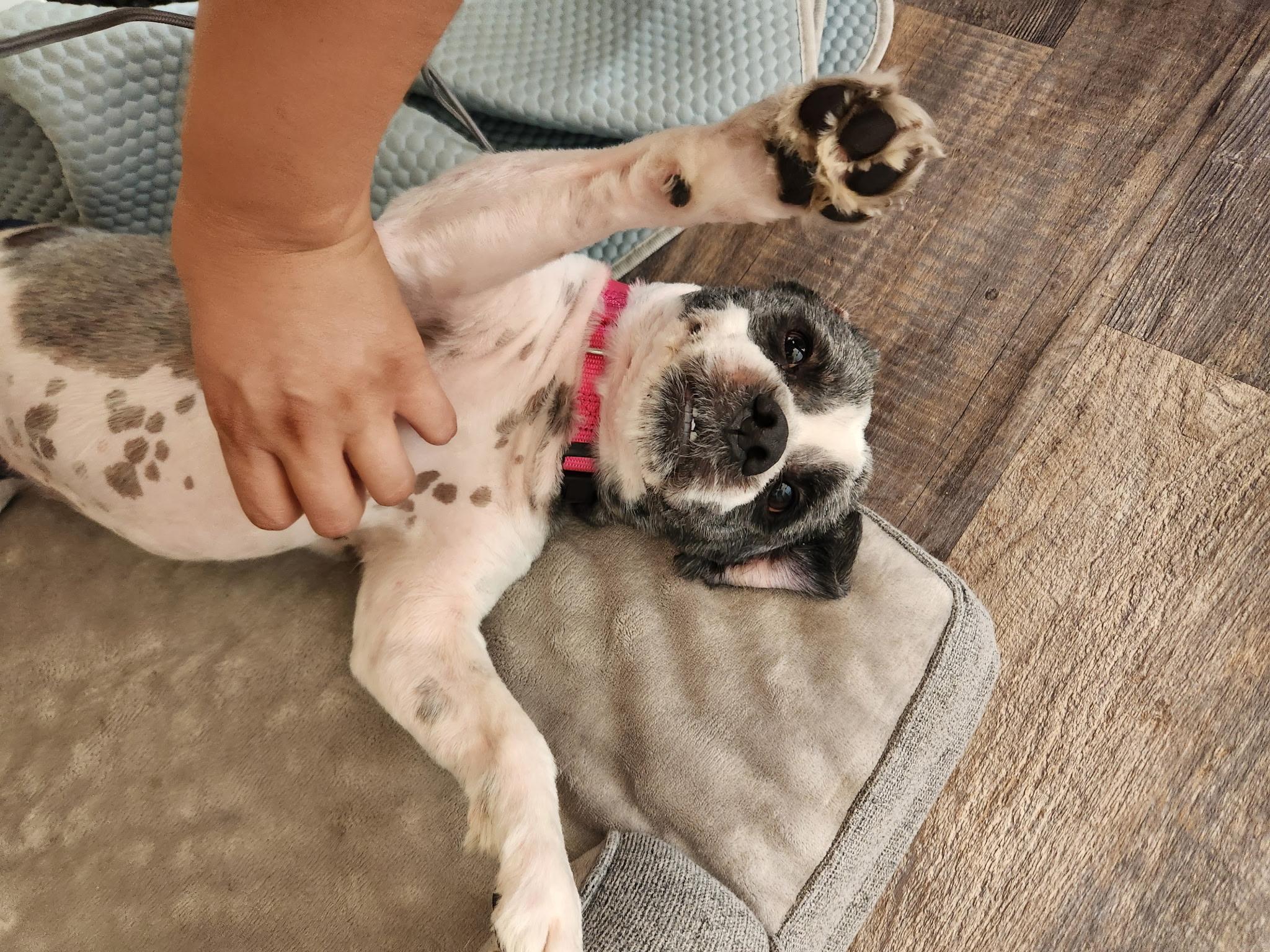 Guinness, a ADOPTABLE mixed breed in Philadelphia, PA image 5/6