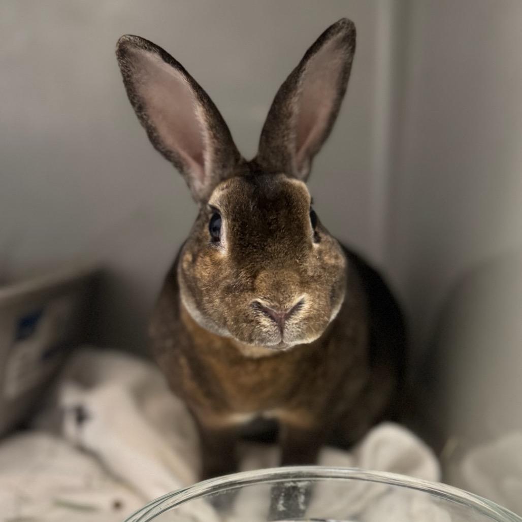 Pogo, Adoptable, Senior Male Rex.