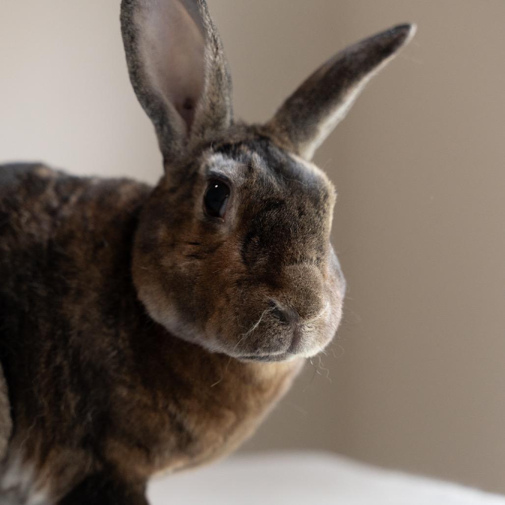 Enlarge Pogo, a Adoptable Rex in Kennesaw, GA image 2/2