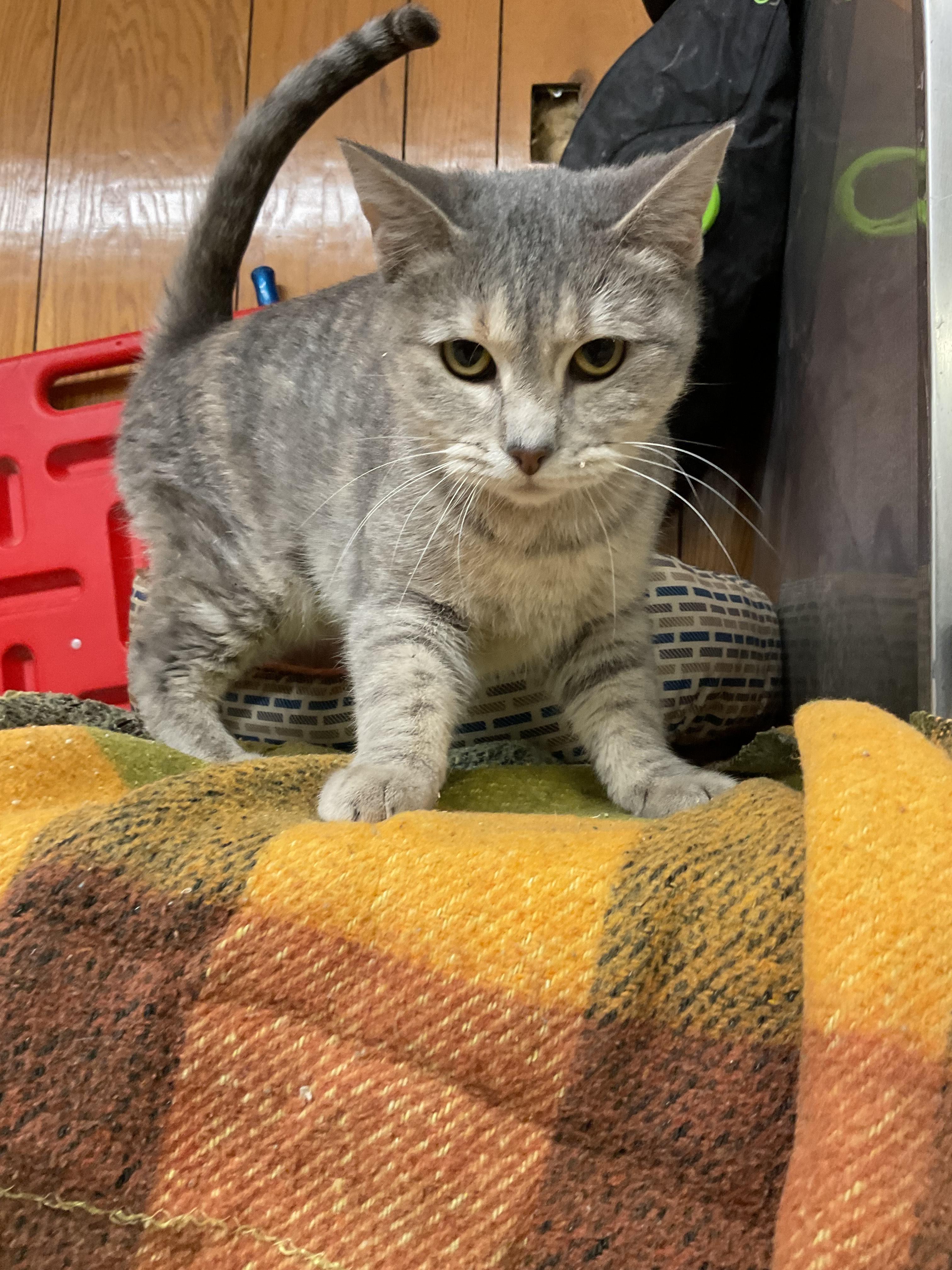 Gail, Adoptable, Adult Female Domestic Short Hair.