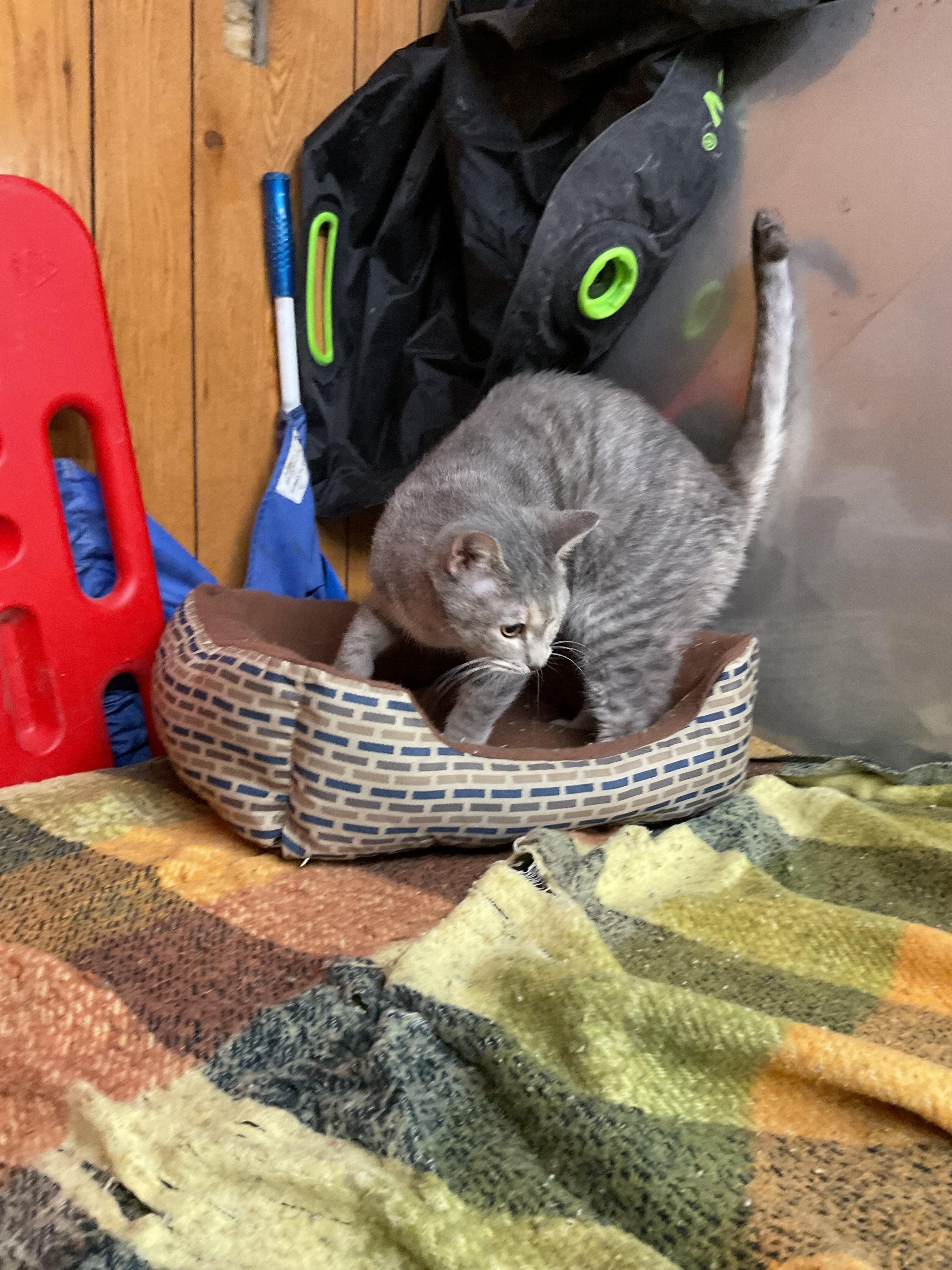 Enlarge Gail, a Adoptable Domestic Short Hair in Fort Madison, IA image 2/5