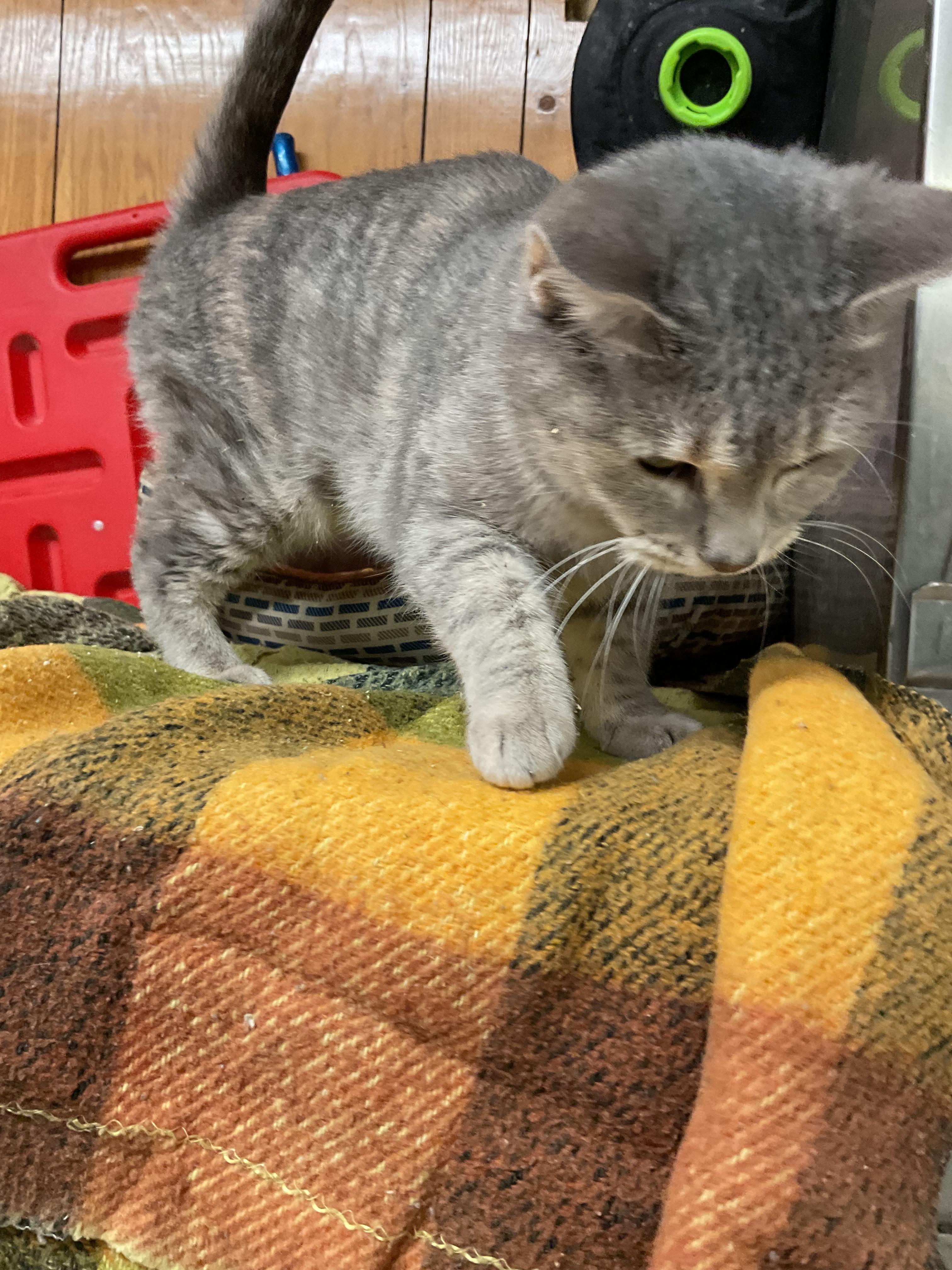 Enlarge Gail, a Adoptable Domestic Short Hair in Fort Madison, IA image 3/5