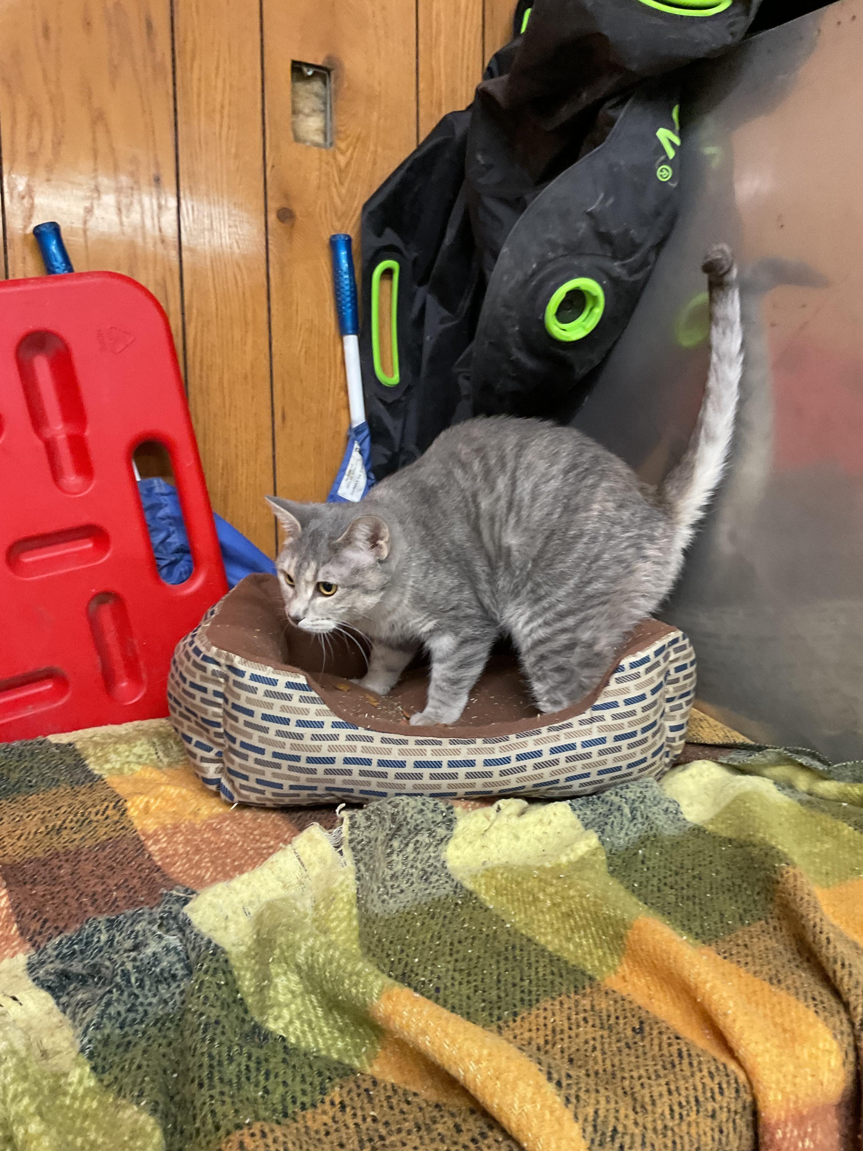 Enlarge Gail, a Adoptable Domestic Short Hair in Fort Madison, IA image 5/5